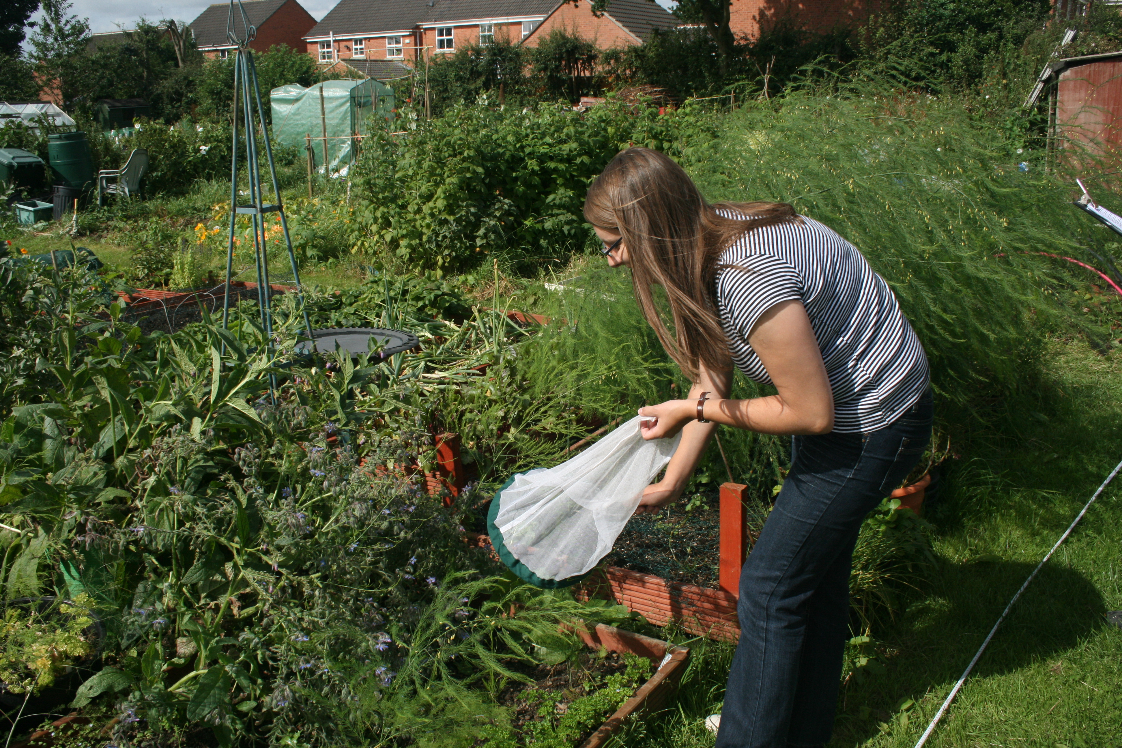 Sampling an allotment for pollinators in Leeds (Photo: K. Baldock) Sampling an allotment for pollinators in Leeds (Photo: K. Baldock)