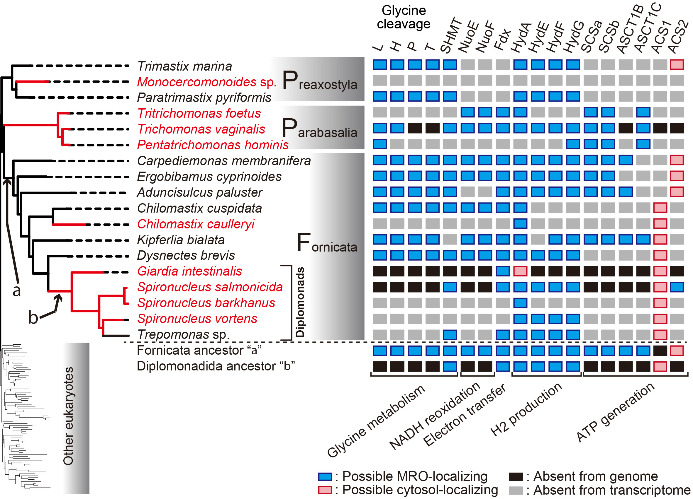 From the paper: Phylogeny of Metamonada (left) and distribution of MRO-localizing proteins (right)