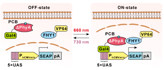 Fig. 1 Design of the red/far-red light-mediated and minimized ΔPhyA-based photoswitch (REDMAP)