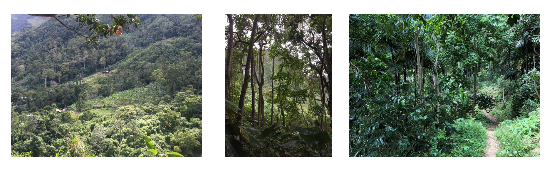 Tropical dry forests and shade-coffee forests in the Cordillera de la Costa, Venezuela