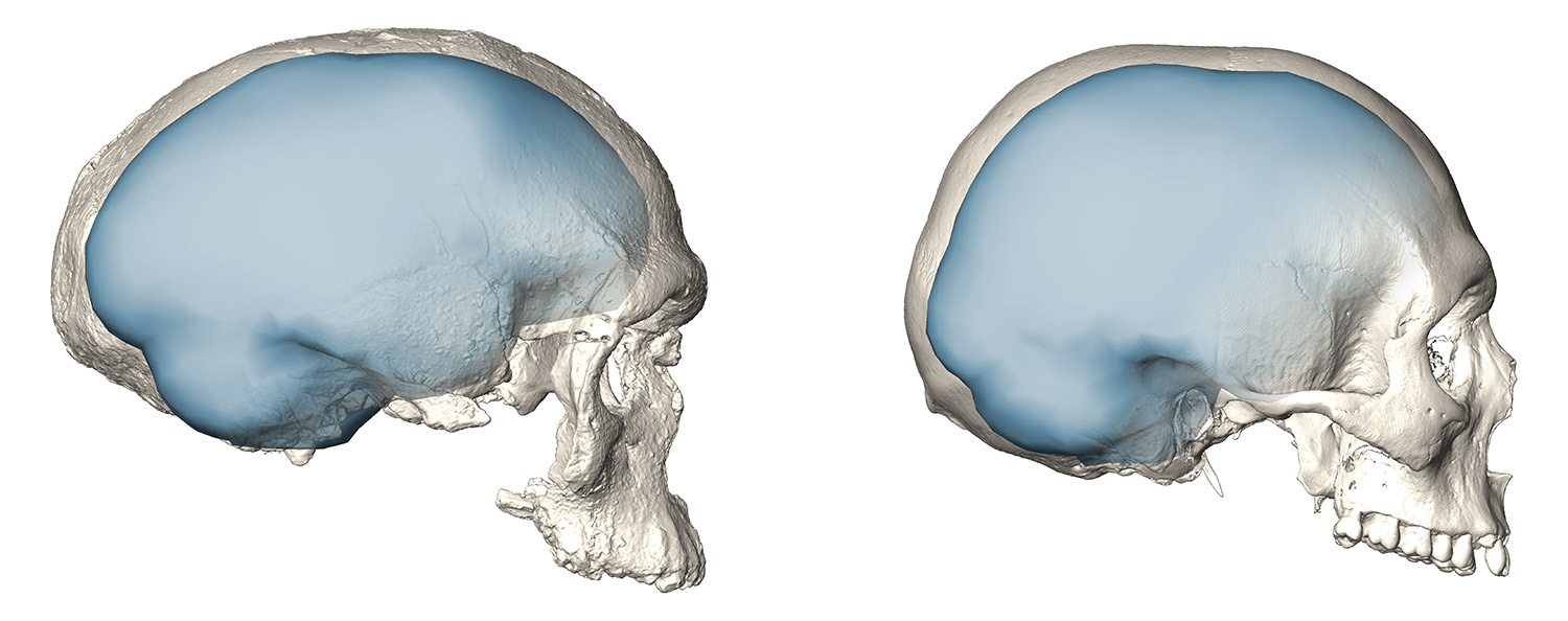 early and recent modern human early and recent modern human