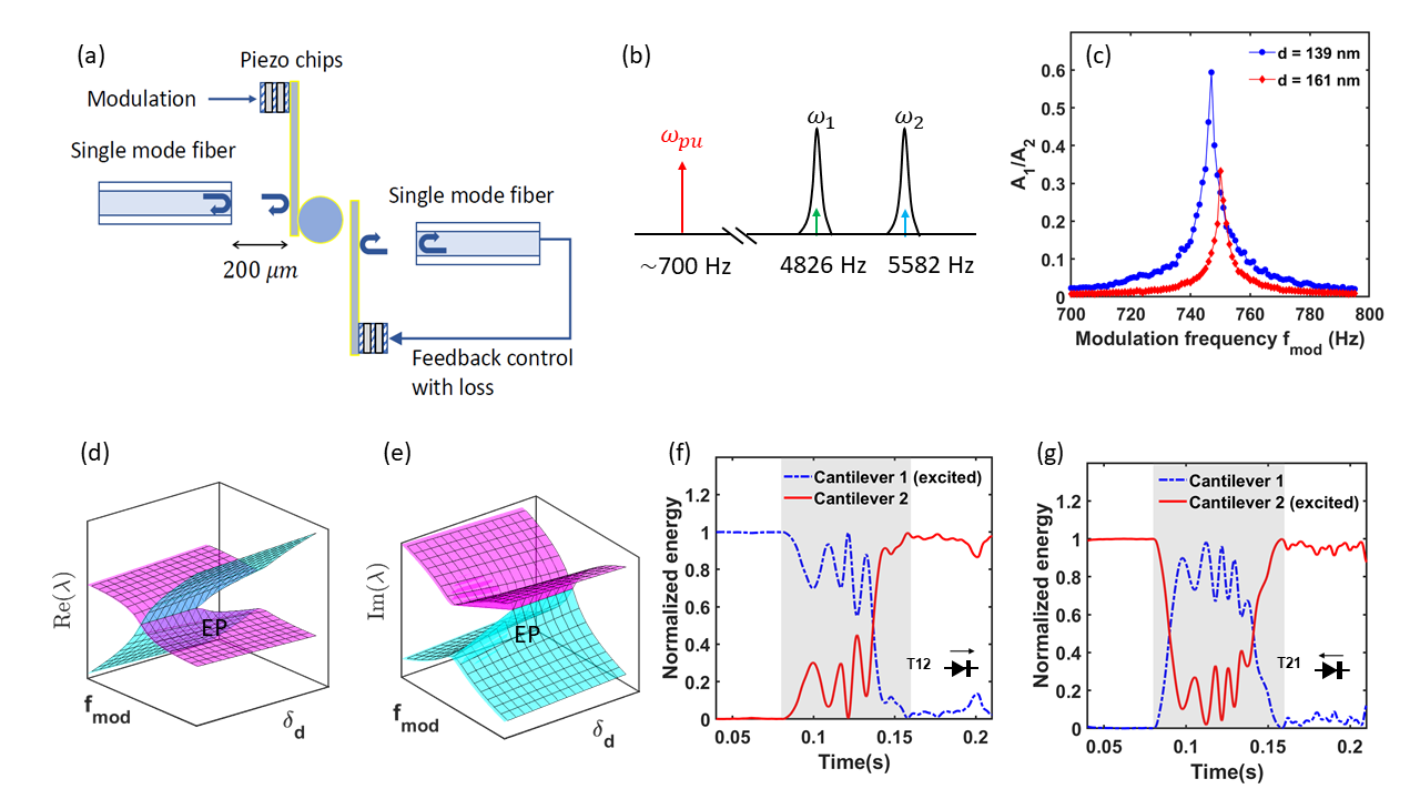 Figure 1. Non-reciprocal energy transfer with virtual photons. (a). Illustrations of a dual-cantilever Casimir system with fiber interferometer detection systems. (b). Schematic of parametric coupling between two cantilevers. (c). Transduction ratio between two cantilevers when parametric modulation is applied. (d) and (e). We engineer the system to possess an exceptional point (EP) in the parameter space (real and imaginary parts). (f) and (g). By dynamical control near the exceptional point, non-reciprocal energy transfer with high contrast is realized.