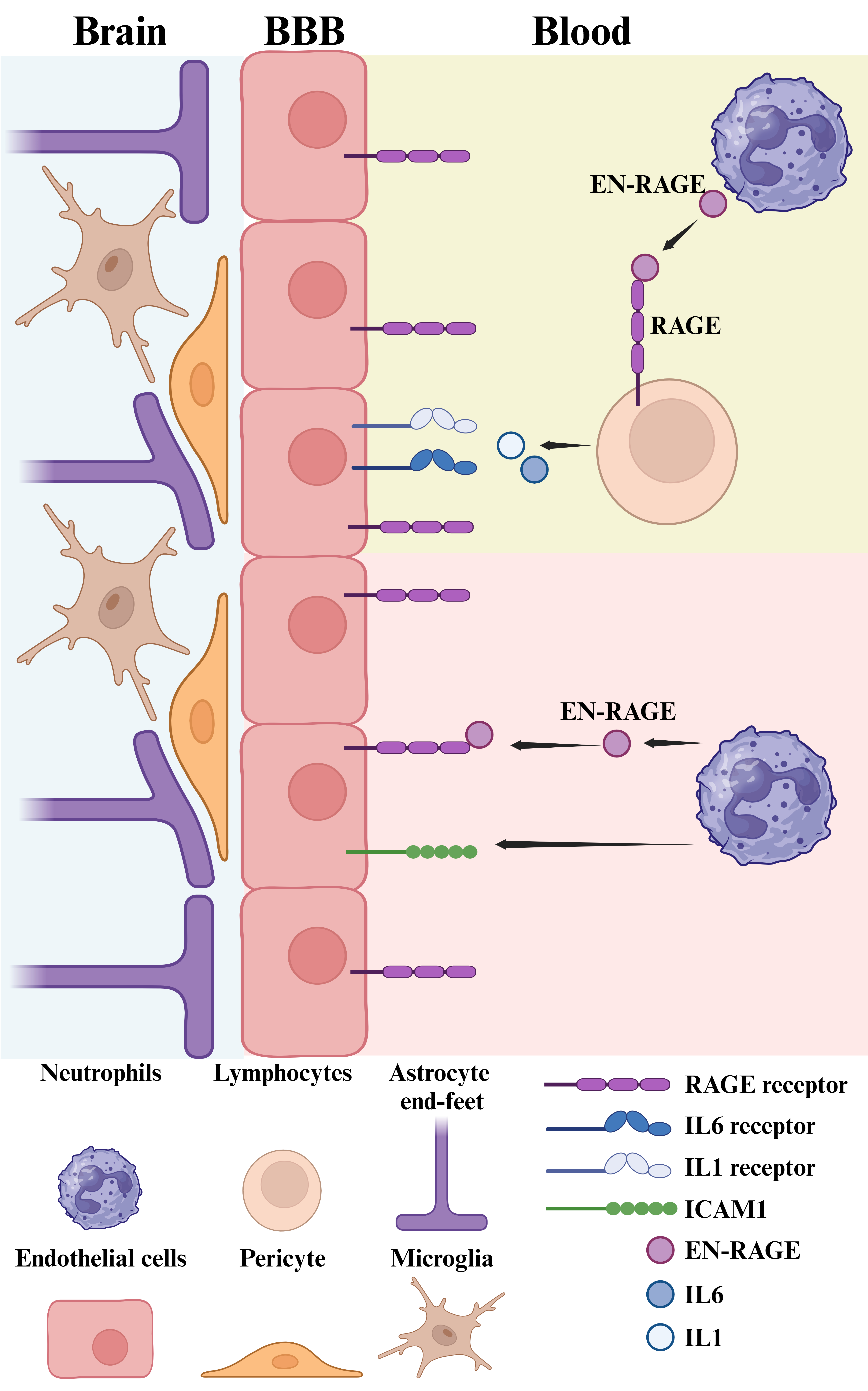 EN-RAGE and the blood-brain-barrier