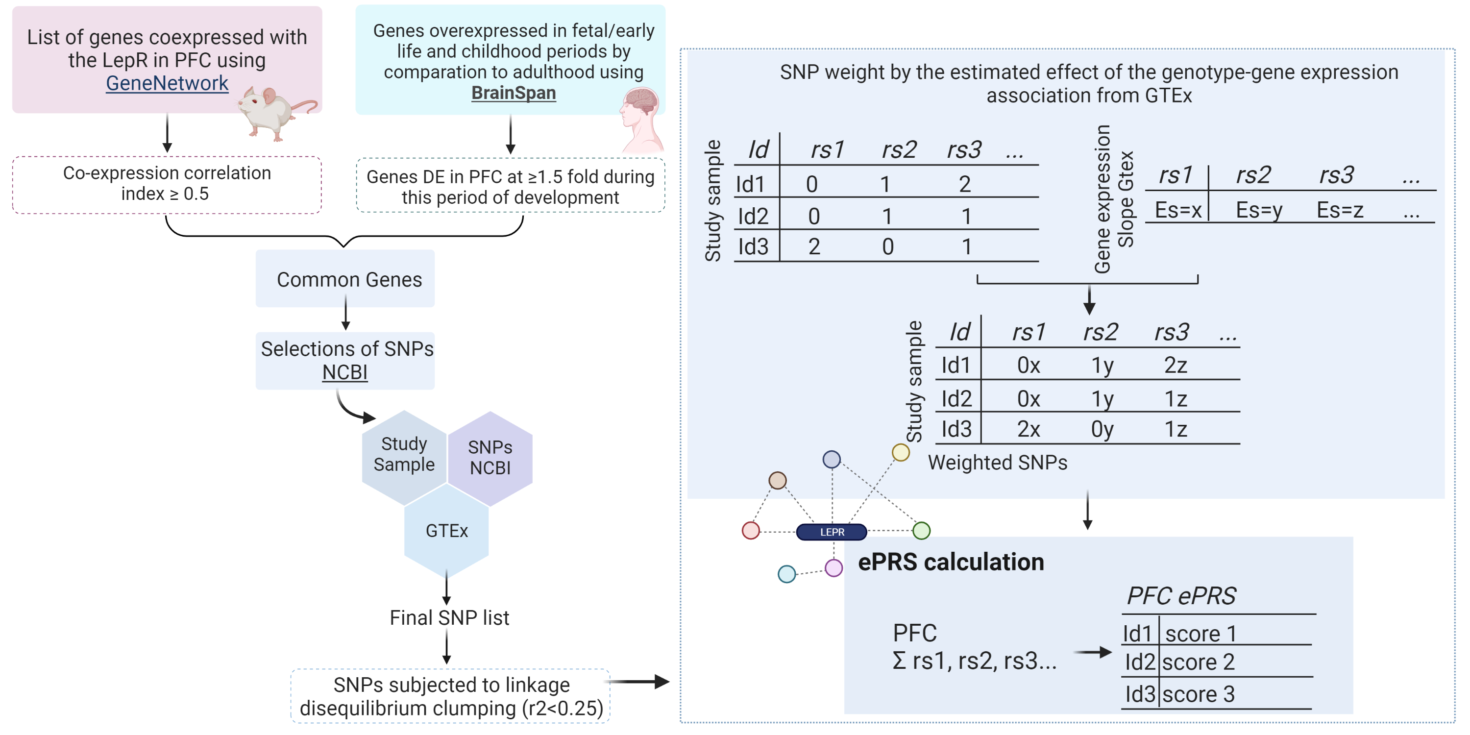 Fig. 1: Schematic presentation of the steps involved in the creation the expression-based polygenic risk score based on genes co-expressed with the leptin receptor (LepR) in the prefrontal cortex (PFC).