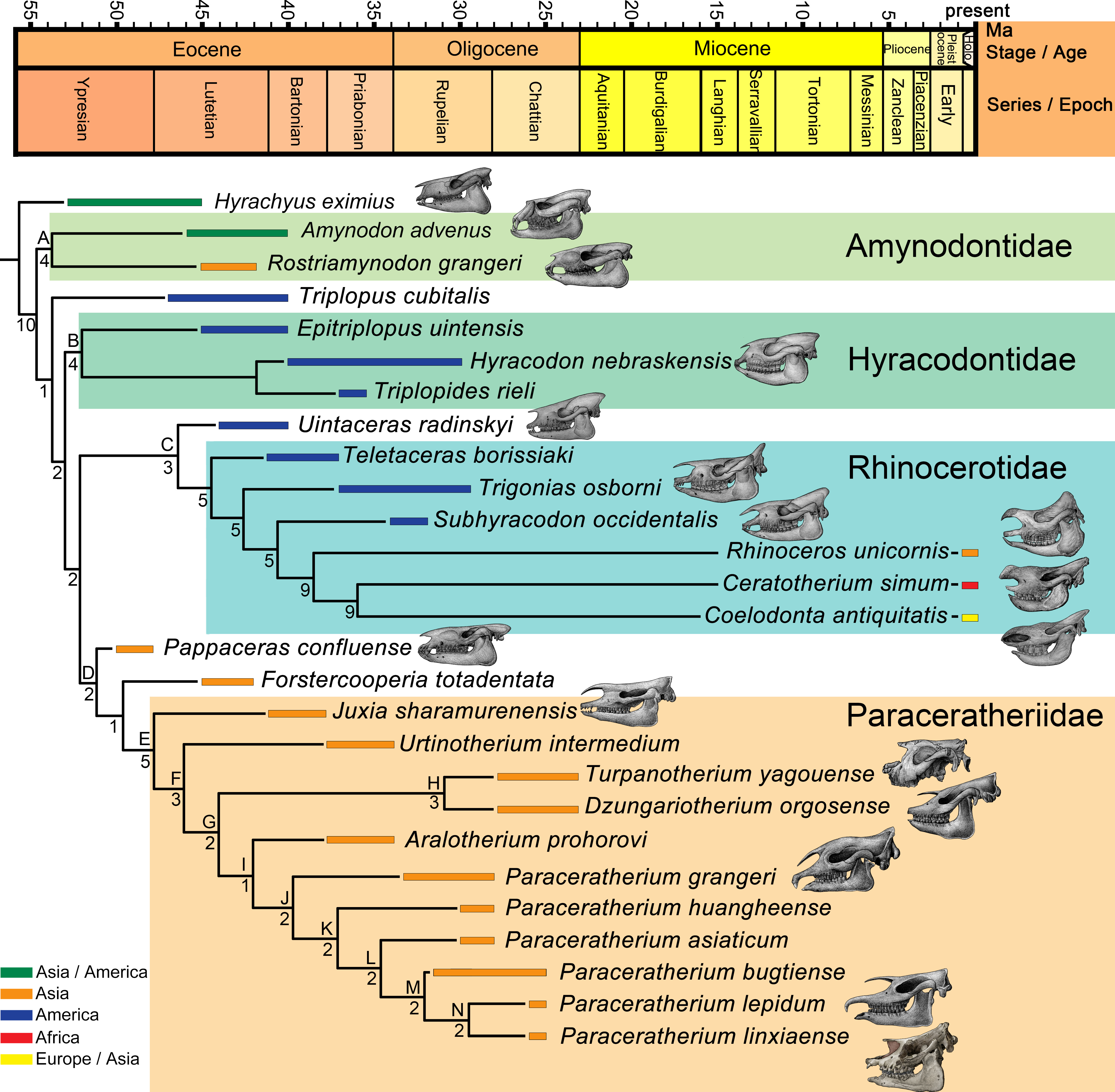 Phylogenetic relationship of giant rhinos, correlated with the geographical and geochronological distribution Figure 3
