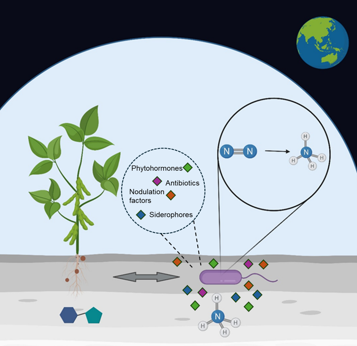 Rhizobia secrete nodulation factors (orange diamond) that induce the formation of nodules in legumes. The bacteria can then establish endosymbiosis with the plant, where they fix atmospheric dinitrogen and trade it to the plant in exchange for carbon sources. Rhizobia can also produce phytohormones (green diamonds), antibiotics (purple diamonds), and siderophores (blue diamonds) that can stimulate plant growth and protect them against pathogens. 