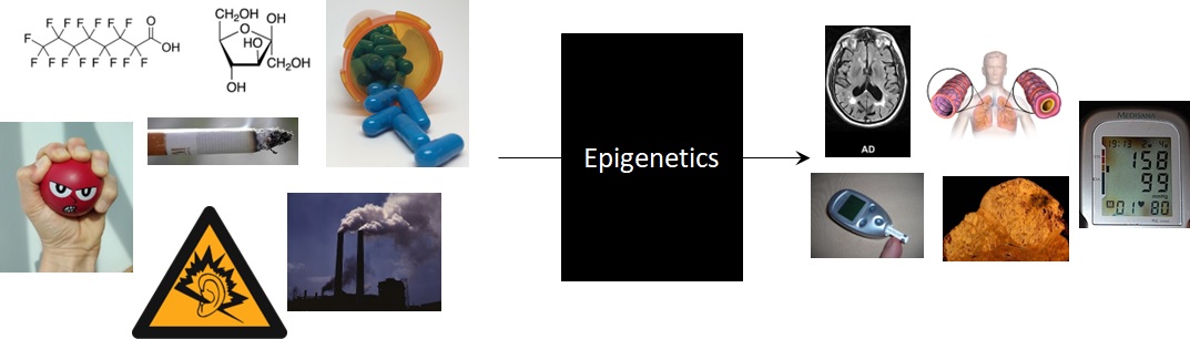 Figure 1 – Epigenetics as a mechanism for translating environmental exposures to outcomes