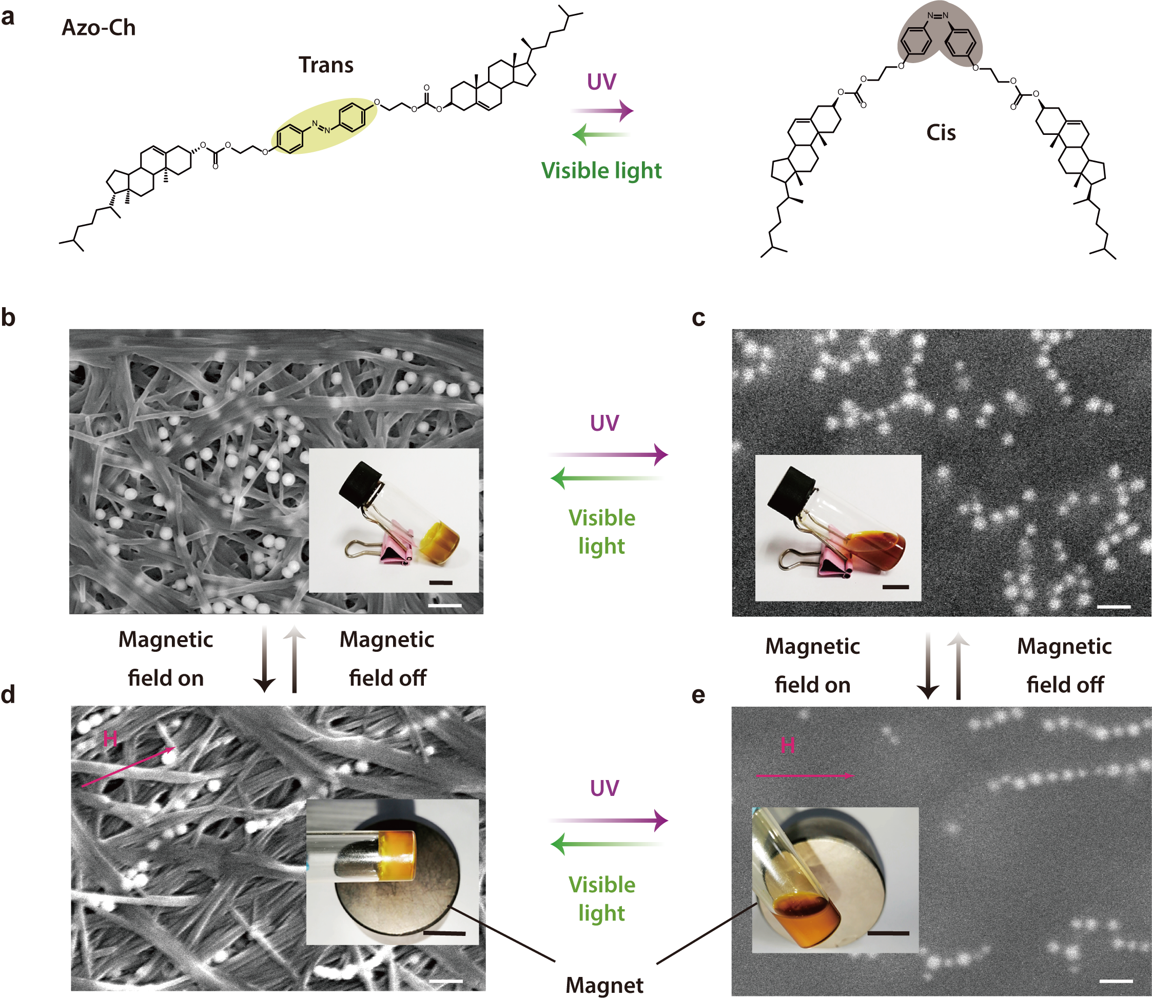  a Chemical structure of the photoresponsive organic gelator (Azo-Ch) and cis-trans photoisomerization. b-e SEM images and photographs of composite gel or sol under the control of light or magnetic field. Reversible sol-gel transitions were induced by light; reversible formation of nanochains was induced by a magnetic field. The scale bars for the SEM images and photographs are 500 nm and 1 cm, respectively. H: the vector of the magnetic field (100 mT)