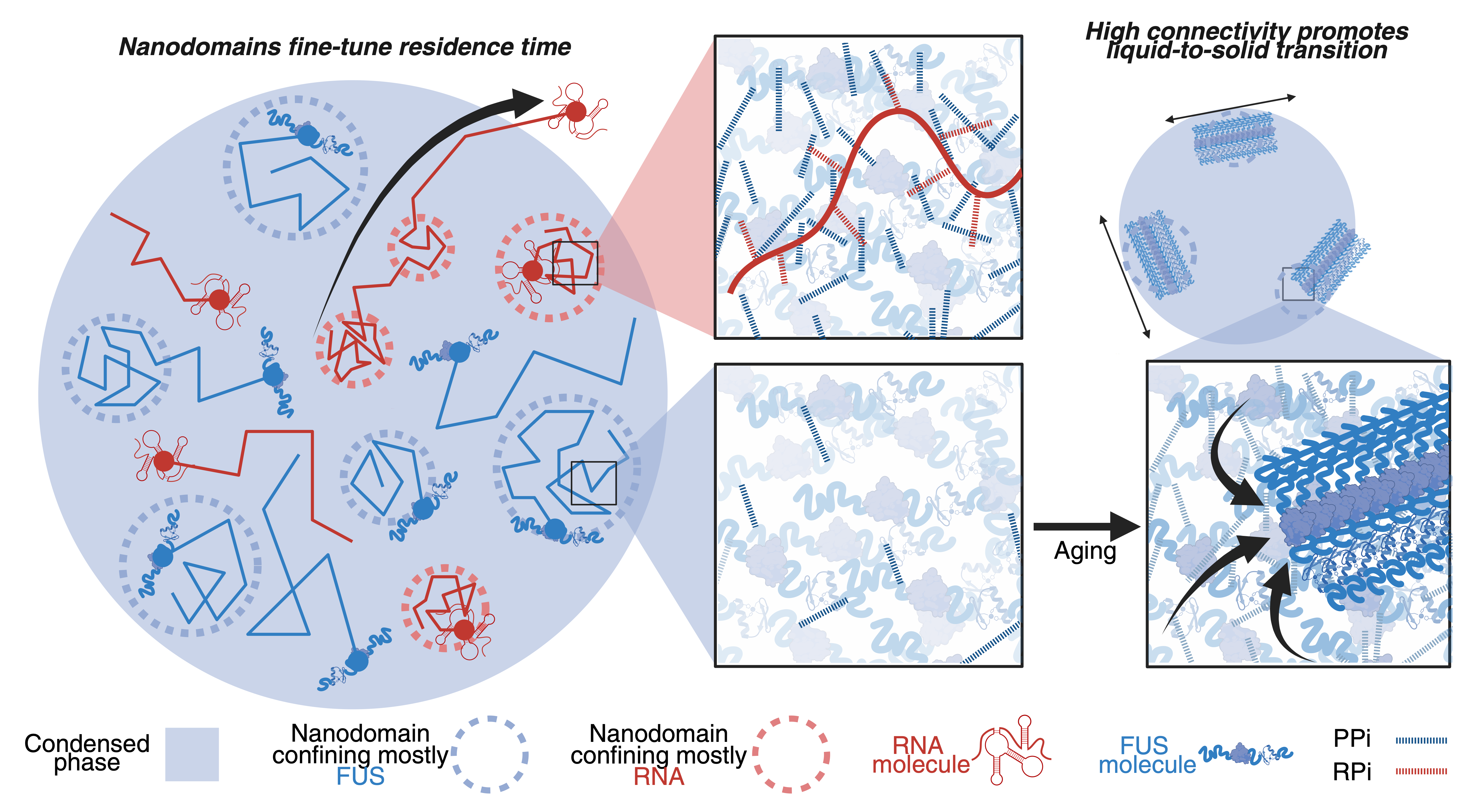 Global condensate functions are determined by nanodomain-regulated local diffusion within condensates.