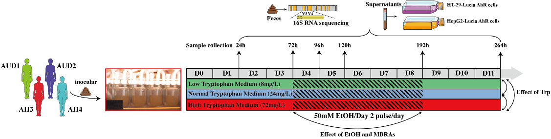 Method of the experiment
