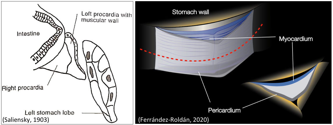 Oikopleura heart laminar structure