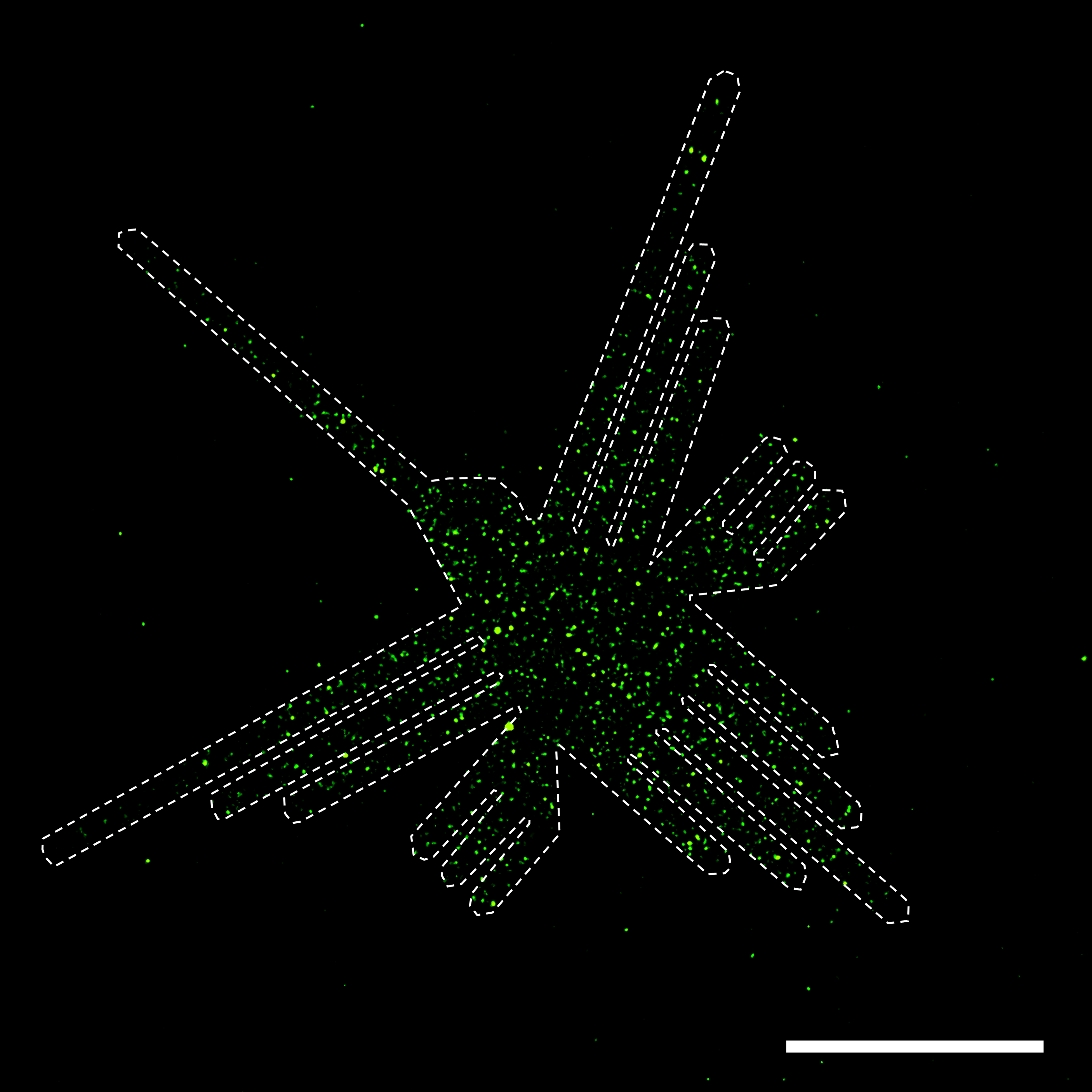 EVs patterned as the Nazca hummingbird