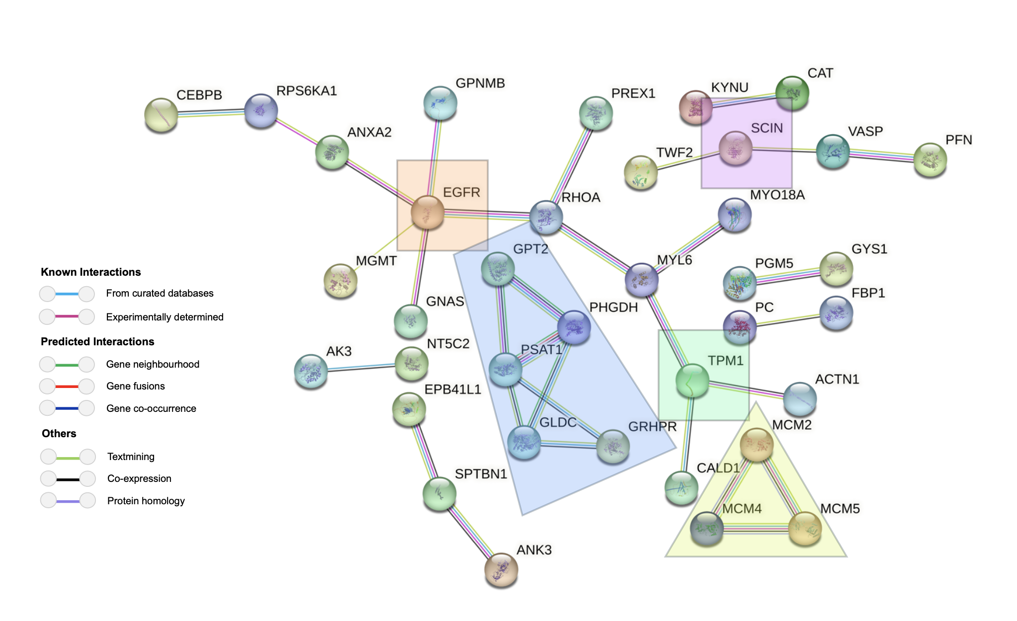 Şekil 2: Protein-protein etkileşim ağı. Ortak 83 tarafından kodlanan belirteçler, 3 veri kümesinde tanımlandığı gibi tanımlanmış genler. V.12.0 dizesi ile analiz edildi ve eşlendi; Proteinleri ve komşu düğümler arasında protein-protein ilişkilerini temsil eden farklı renkli kenarları gösteren düğümler 