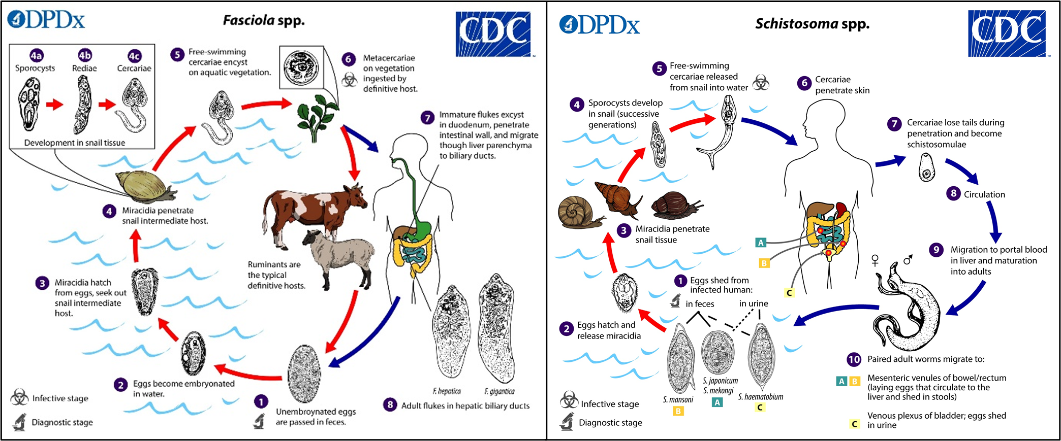 General fasiolid and schistosome life cycles. Source: CDC DPDx (public domain).