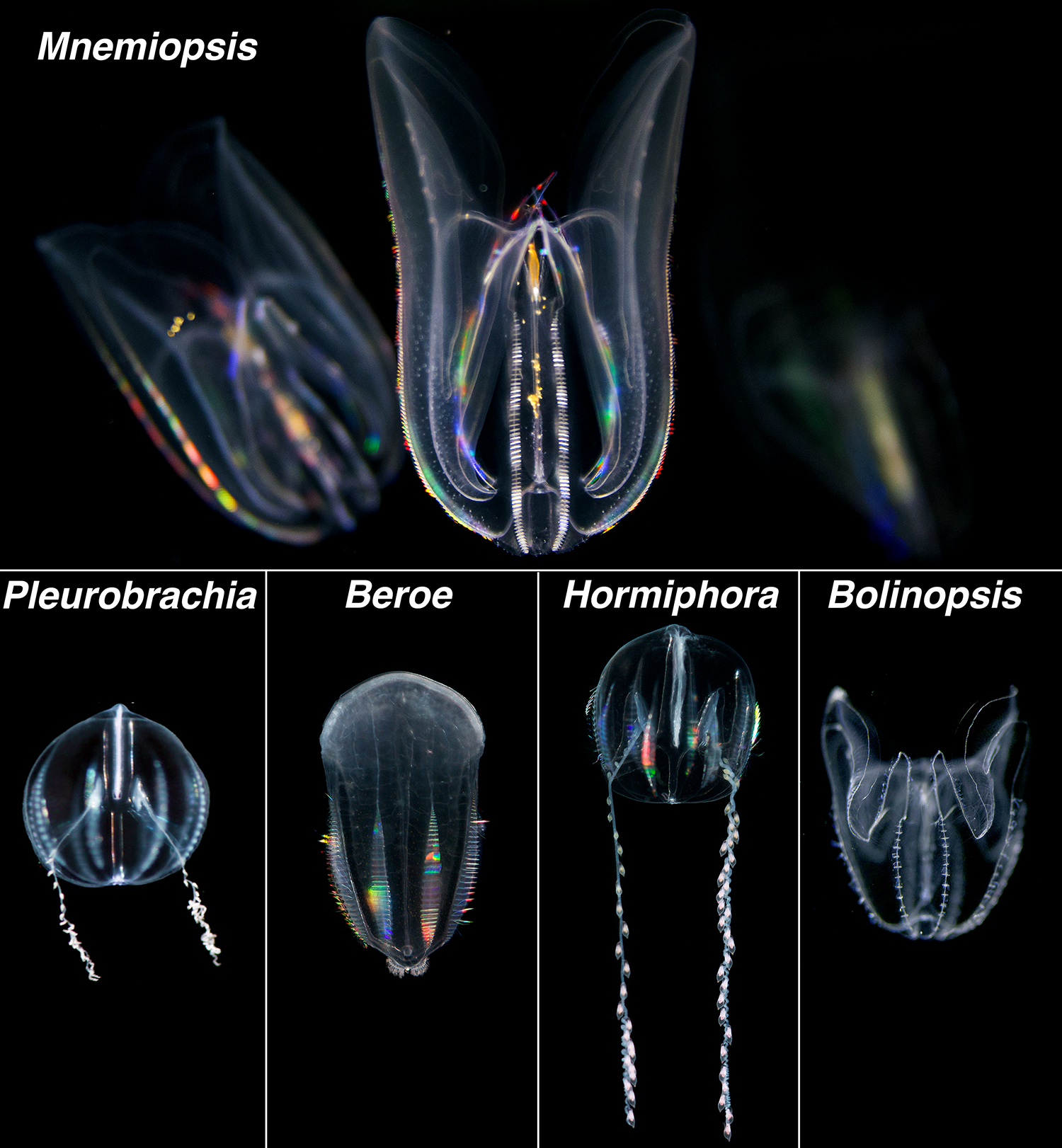 Ctenophores