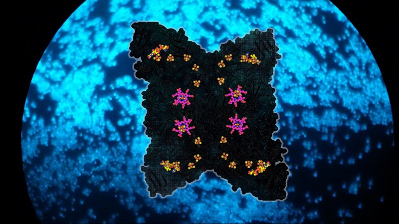 Representation of Methanothermococcus thermolithotrophicus F420-dependent sulphite reductase with cofactors