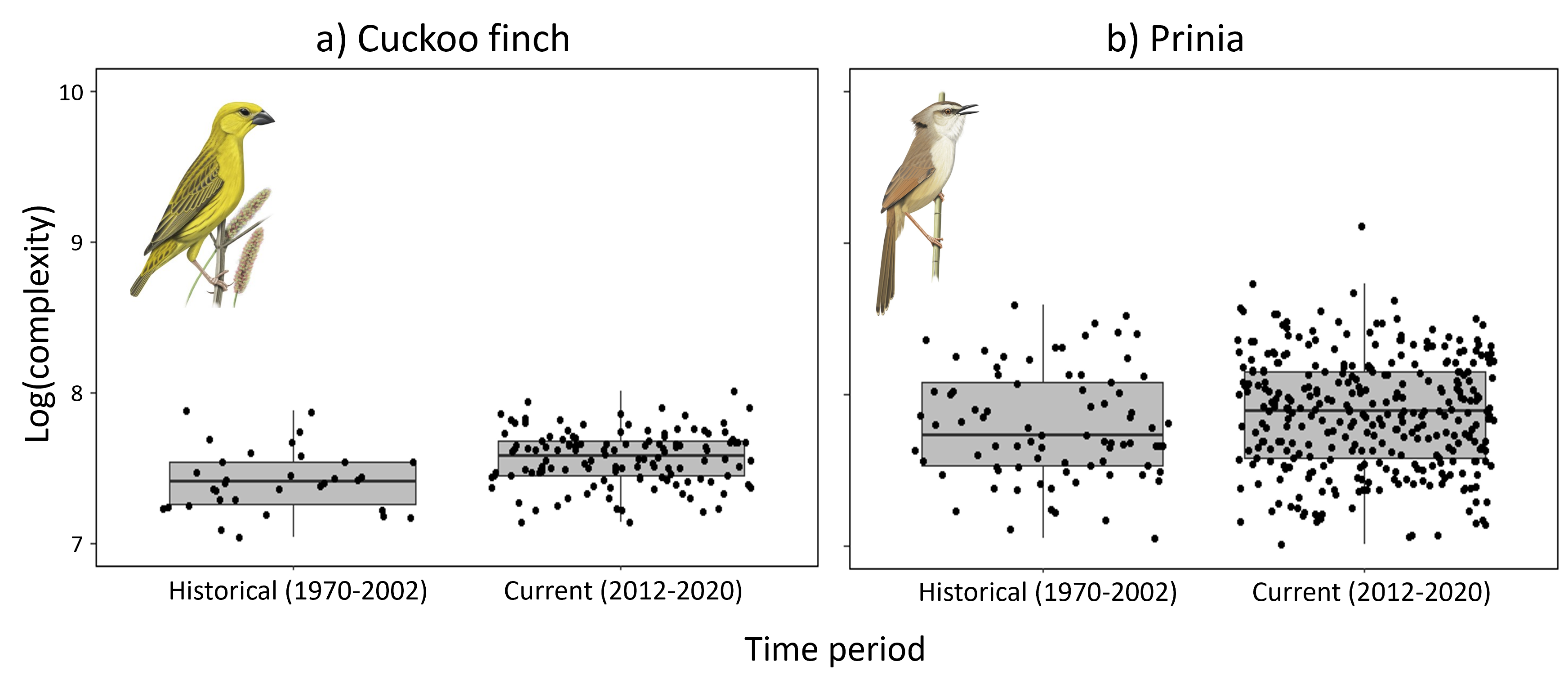 Illustration of complexity increase in prinias and cuckoo finches.