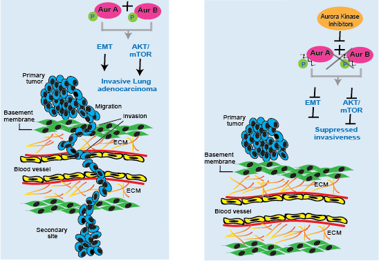 Aurora kinase inhibitors: interceptor of early-stage invasiveness in Lung adenocarcinoma