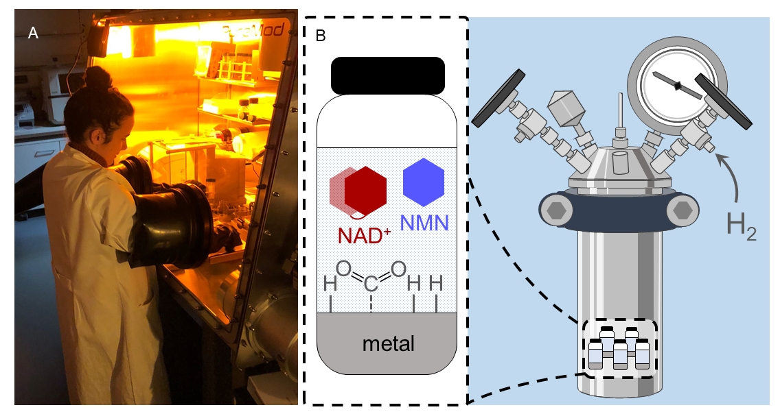 A) Delfina Pereira weighing metal powders in our lab’s first glovebox – a task not for the impatient. B) Scheme of how our experiments are placed in glass reaction vials and subsequently a high pressure steel reactor. 