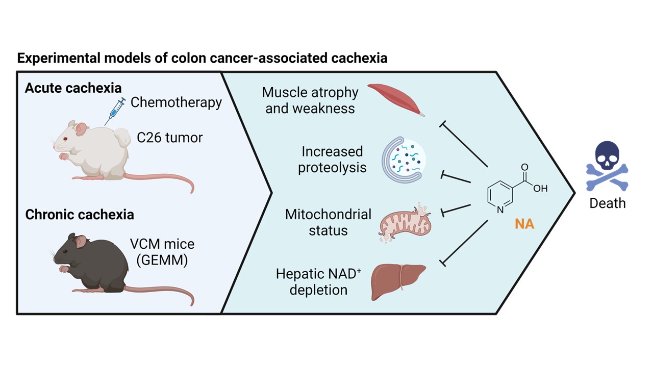 NAD⁺ repletion counteracts experimental cancer cachexia