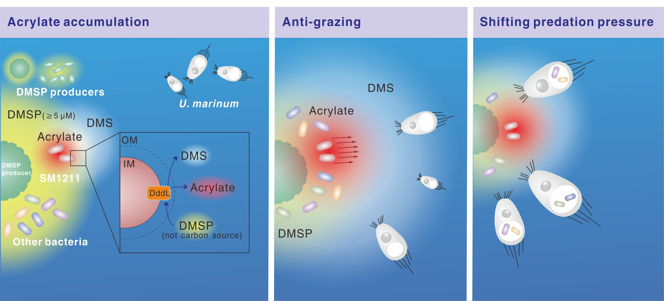 Accumulated acrylate protects DddL-containing bacteria from protozoan predation.