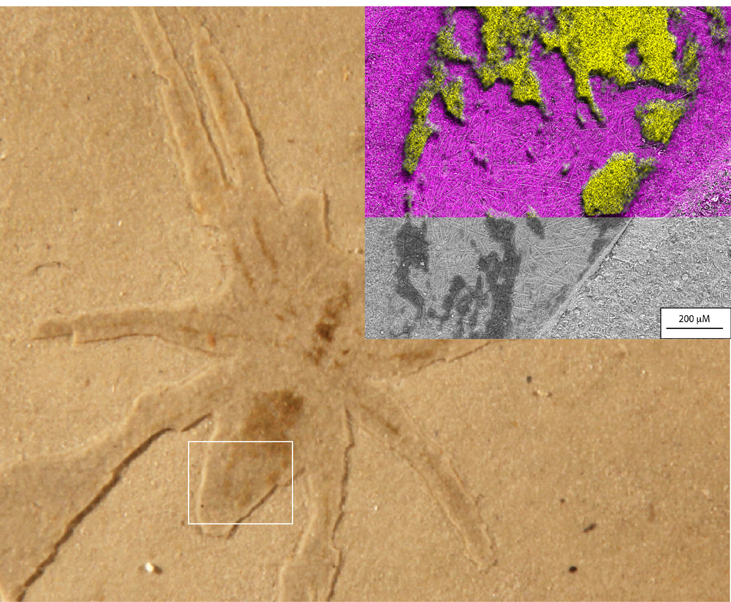 photograph of fossil spider with colorful chemical mapping data and microscopic image