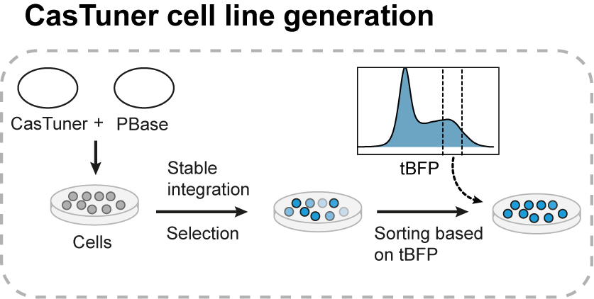 Generating a cell line with CasTuner Generating a cell line with CasTuner