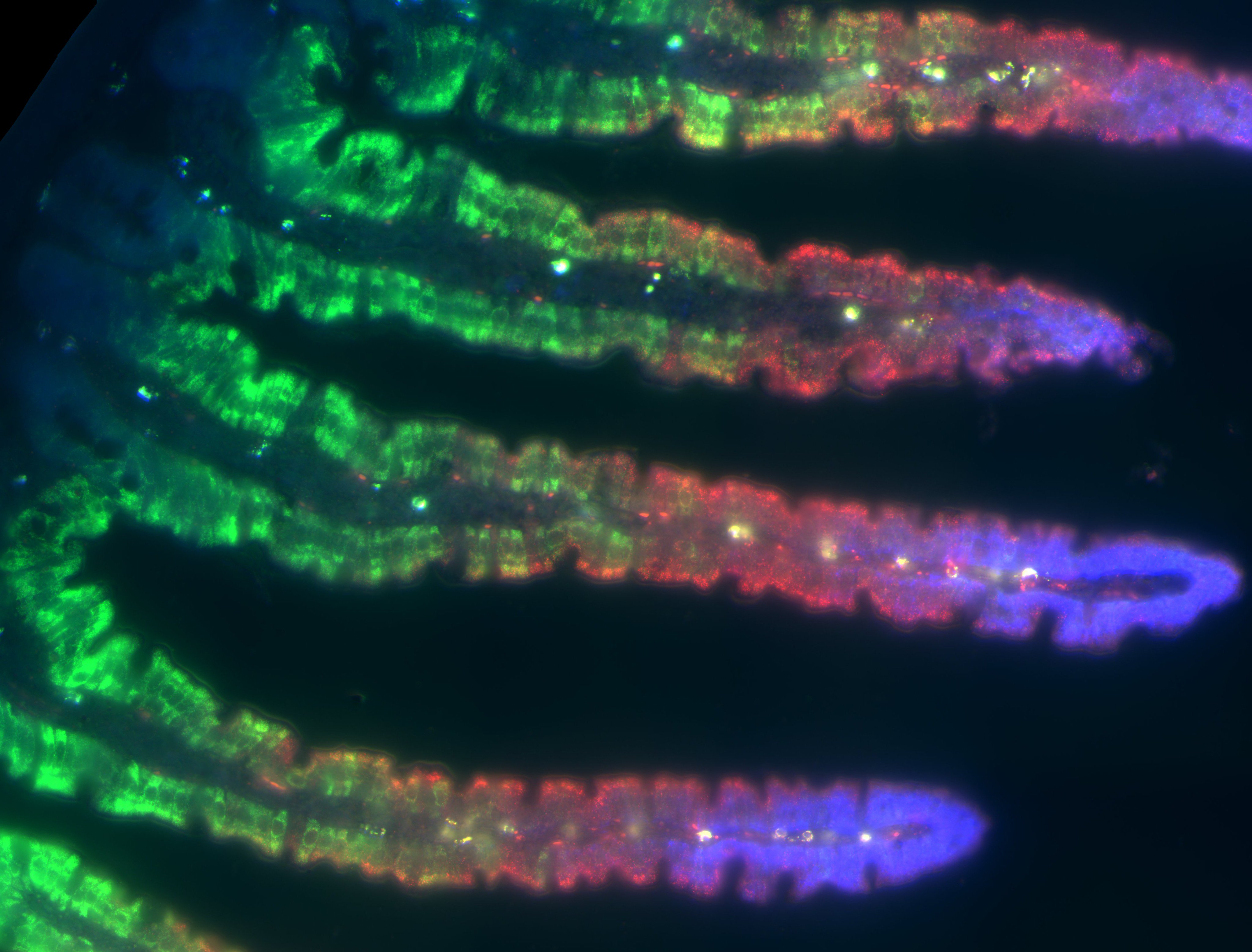 Enterocytes exhibit zonated gene expression along the intestinal villus