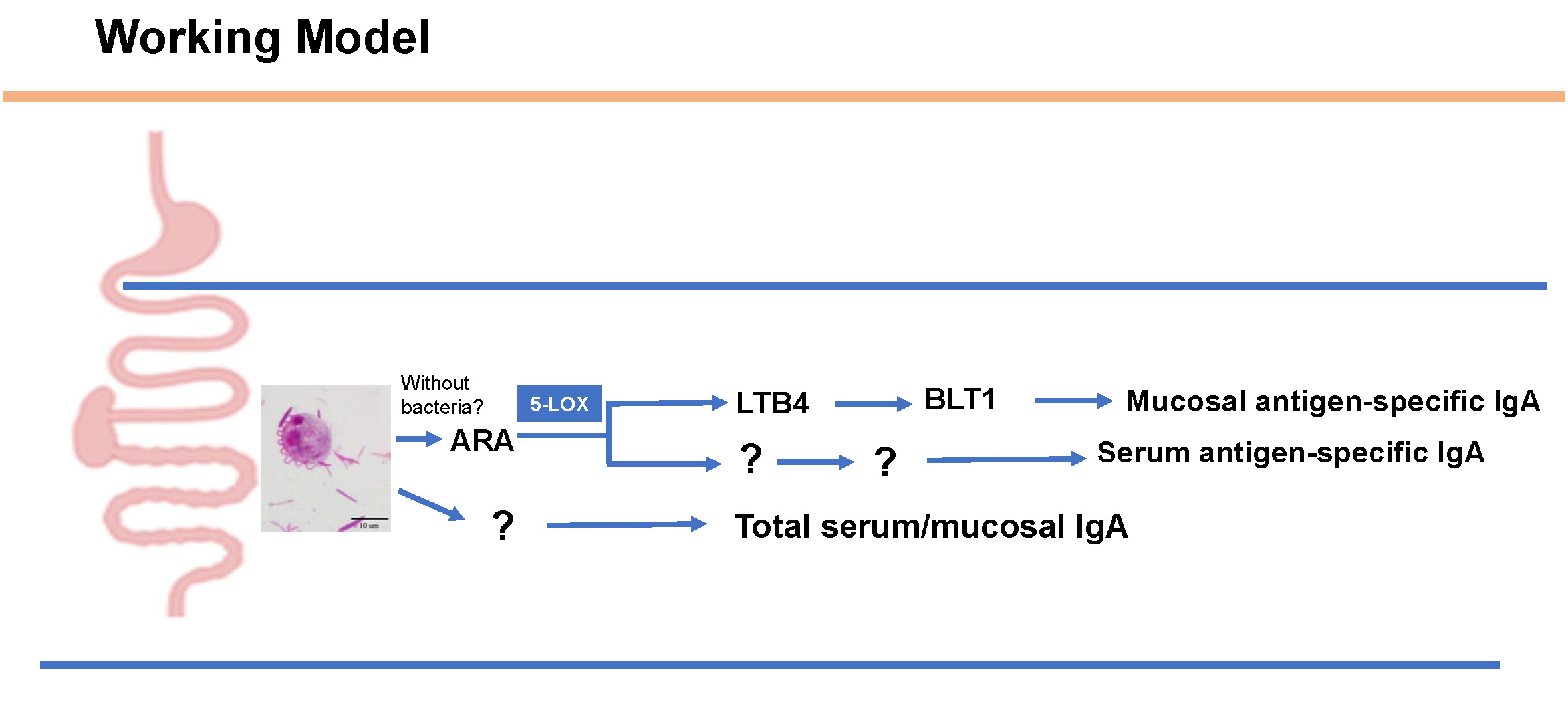 Working model : how a commensal protist enhance IgA responses
