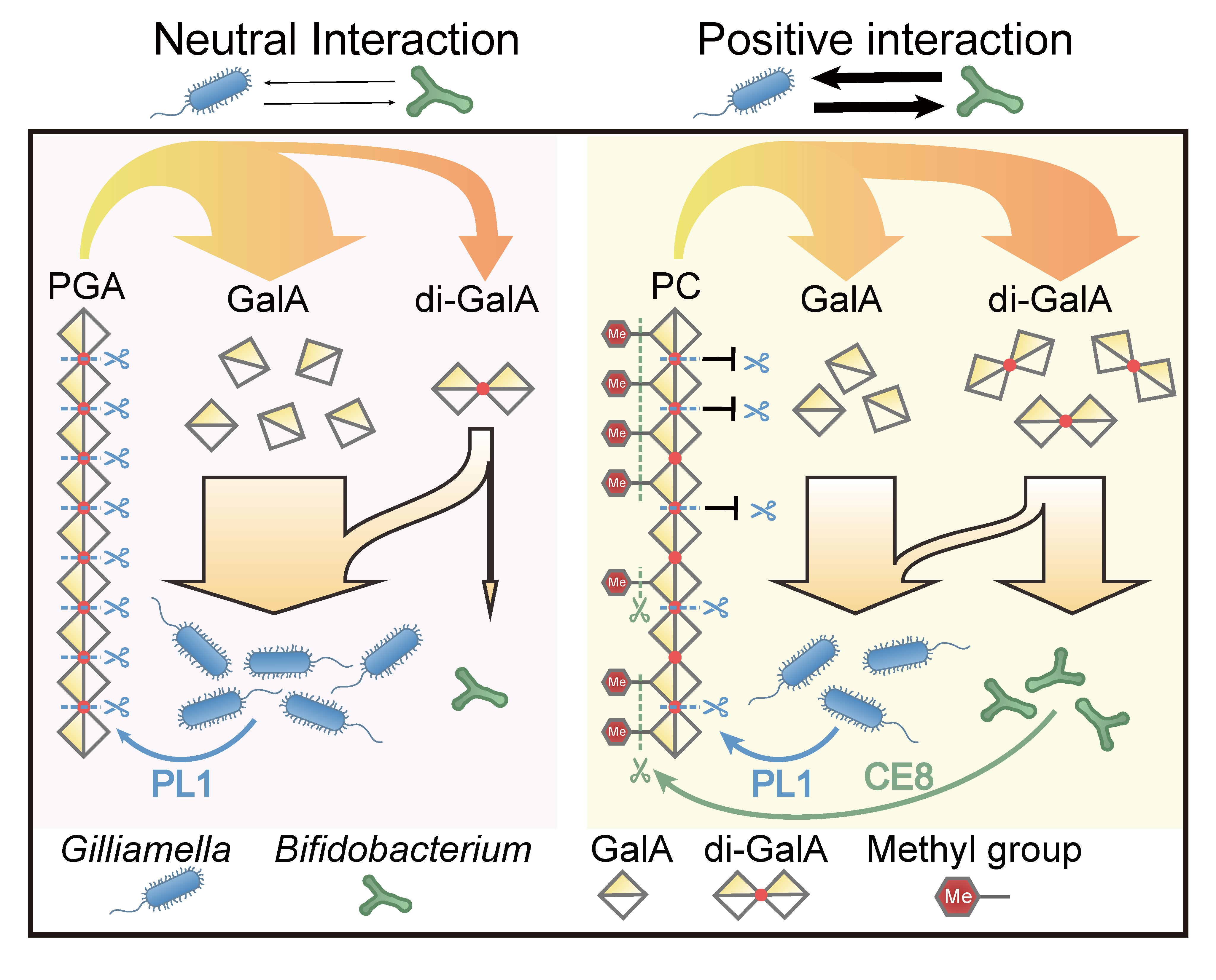 Schematic diagram showing the mechanisms underlying the interaction shift. The orange arrows show the metabolites flow. The blue and green arrows point to the active site of the key enzymes in Gilliamella and Bifidobacterium, respectively.