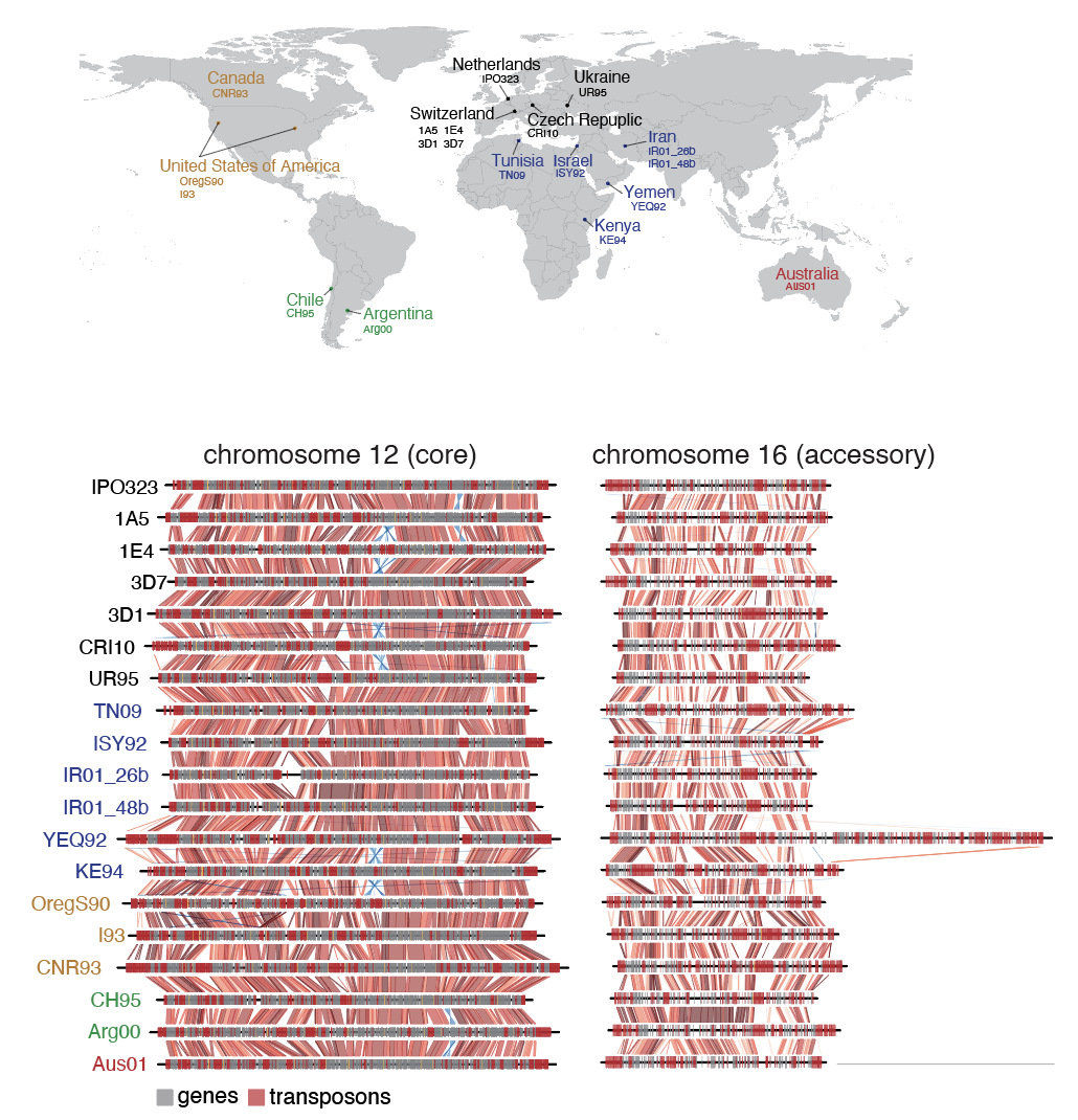 Hypervariable chromosomes