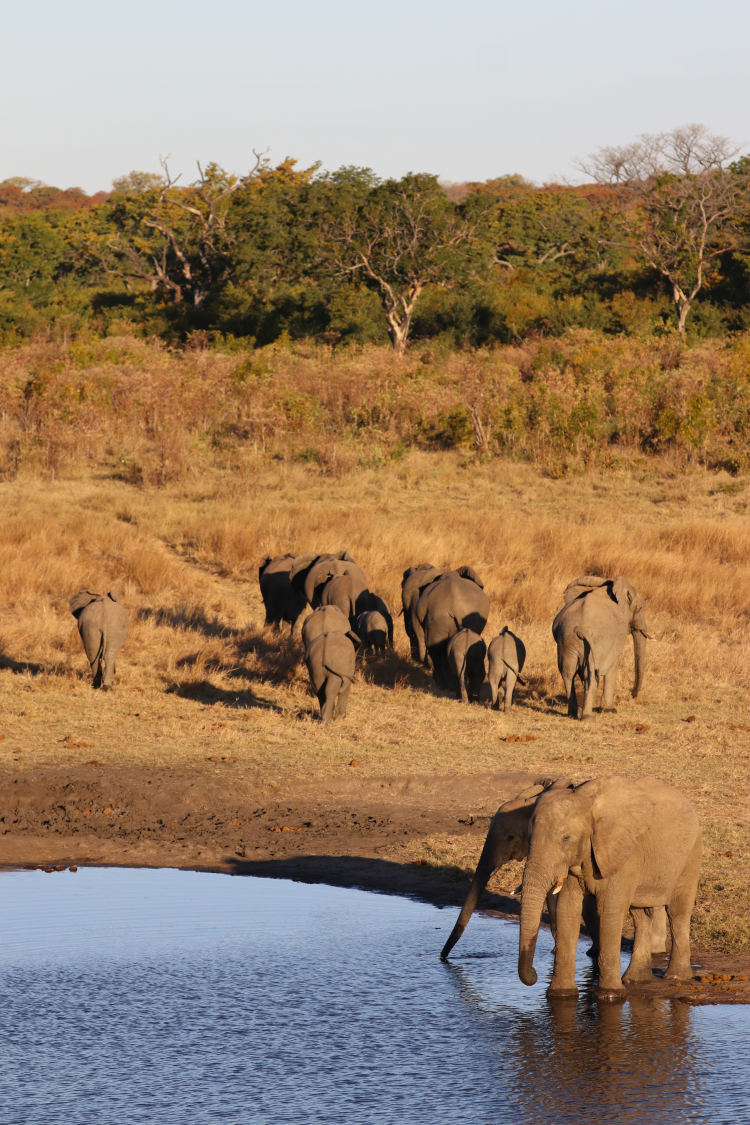 Herd of elephants, including some drinking at a waterhole