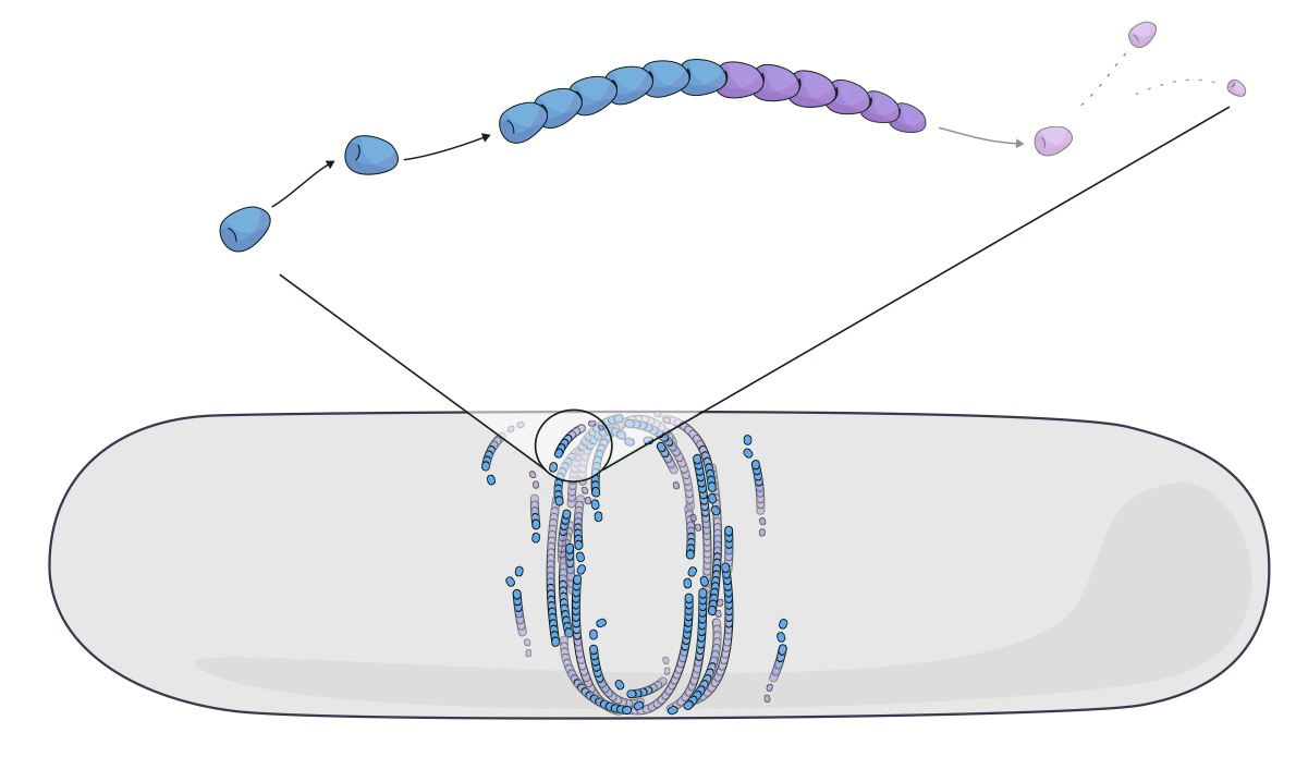 Filaments grow from the head and shrink from the tail as monomers inside consume energy and age (blue to purple transition). These filaments robustly self-organise into rings at the middle of bacterial cells. Illustration by Claudia Flandoli.