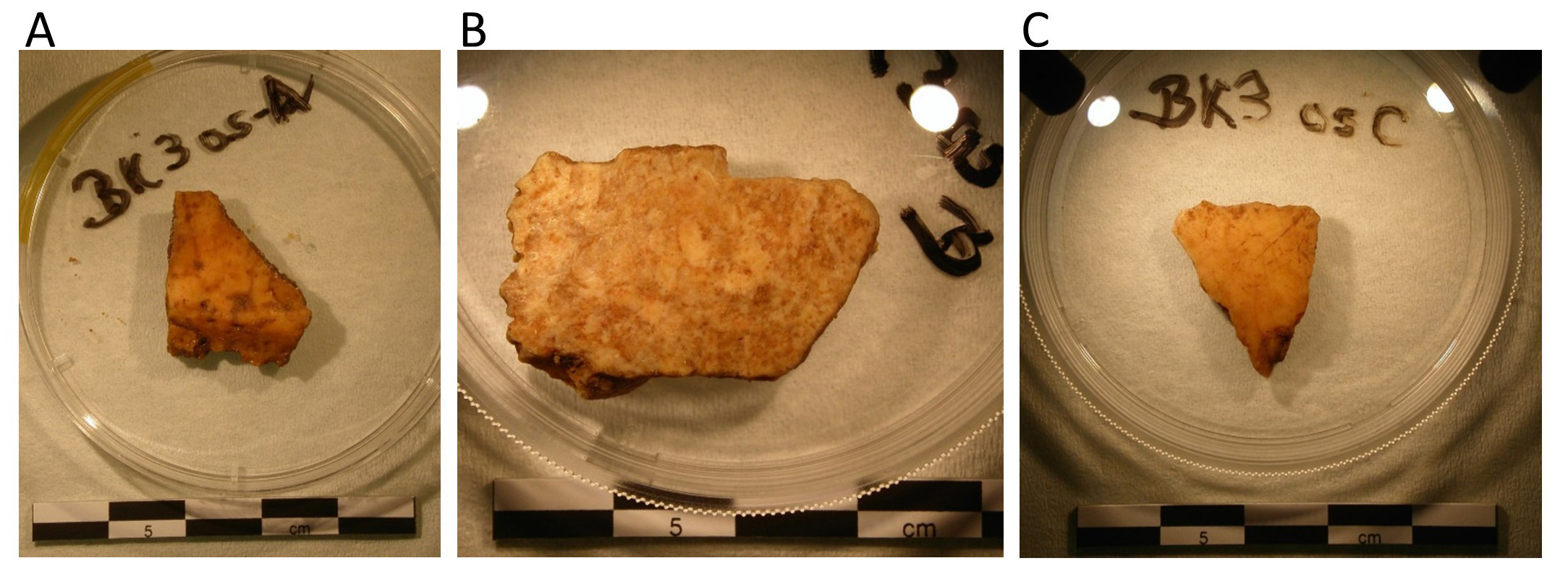 The Buran Kaya III skull fragments that were analyzed genetically