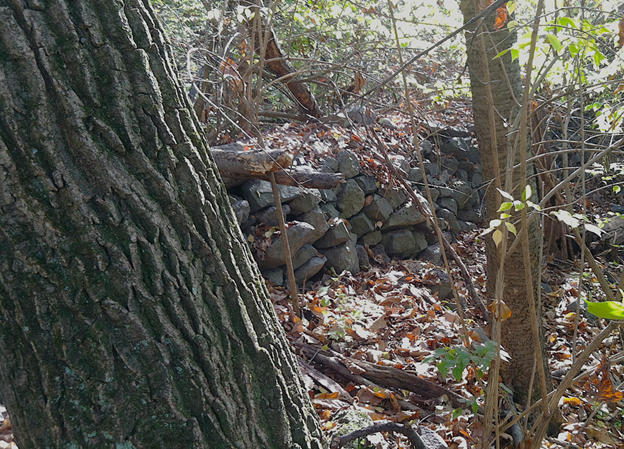 A stone fence in a forest in Eastern Pennsylvania