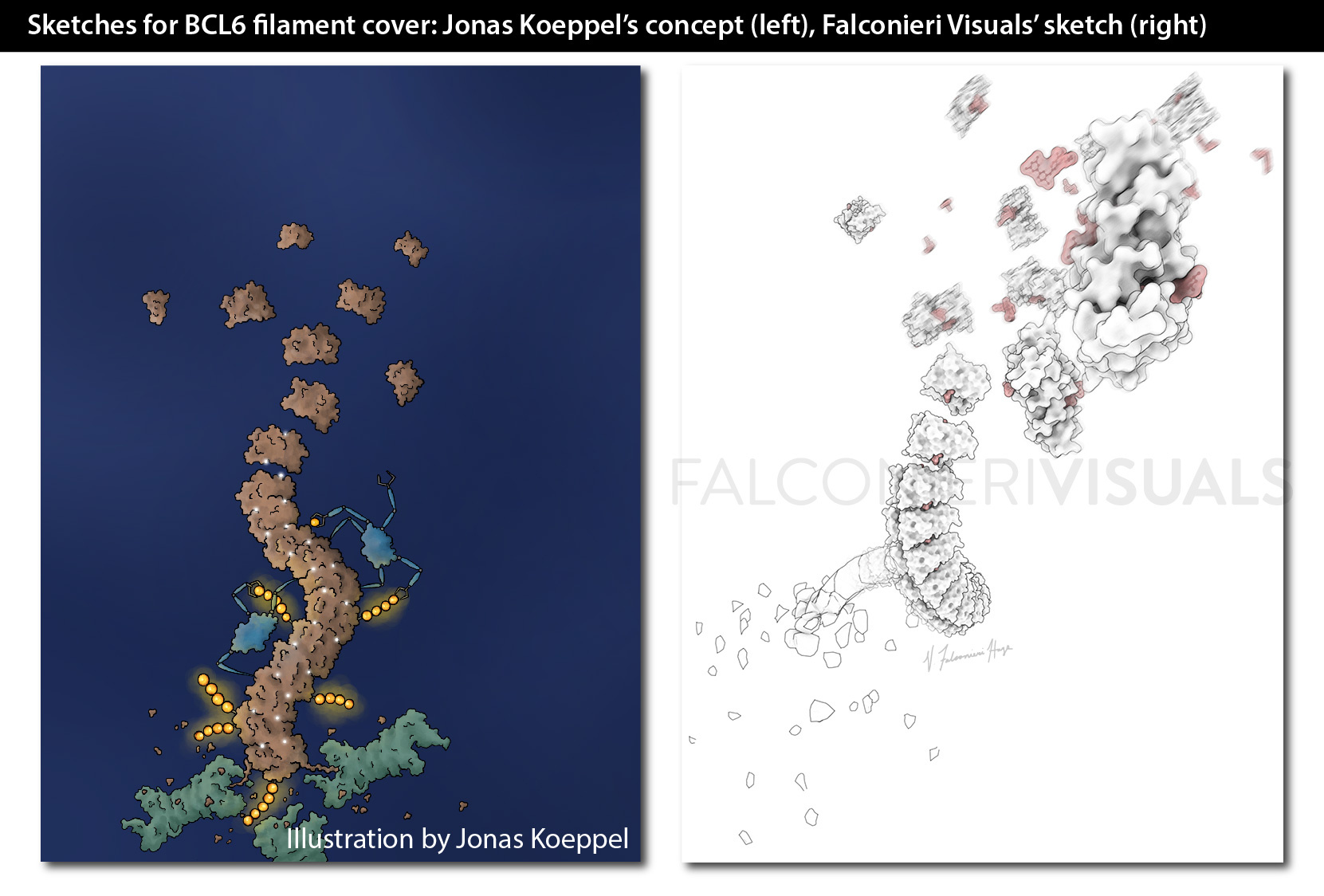 Sketches for BCL6 filament cover: Jonas Koeppel's concept (left), Falconieri Visuals' sketch (right) Jonas Koeppel's concept (left) and Falconieri Visuals' sketch (right) for the sketches for BCL6 filament cover