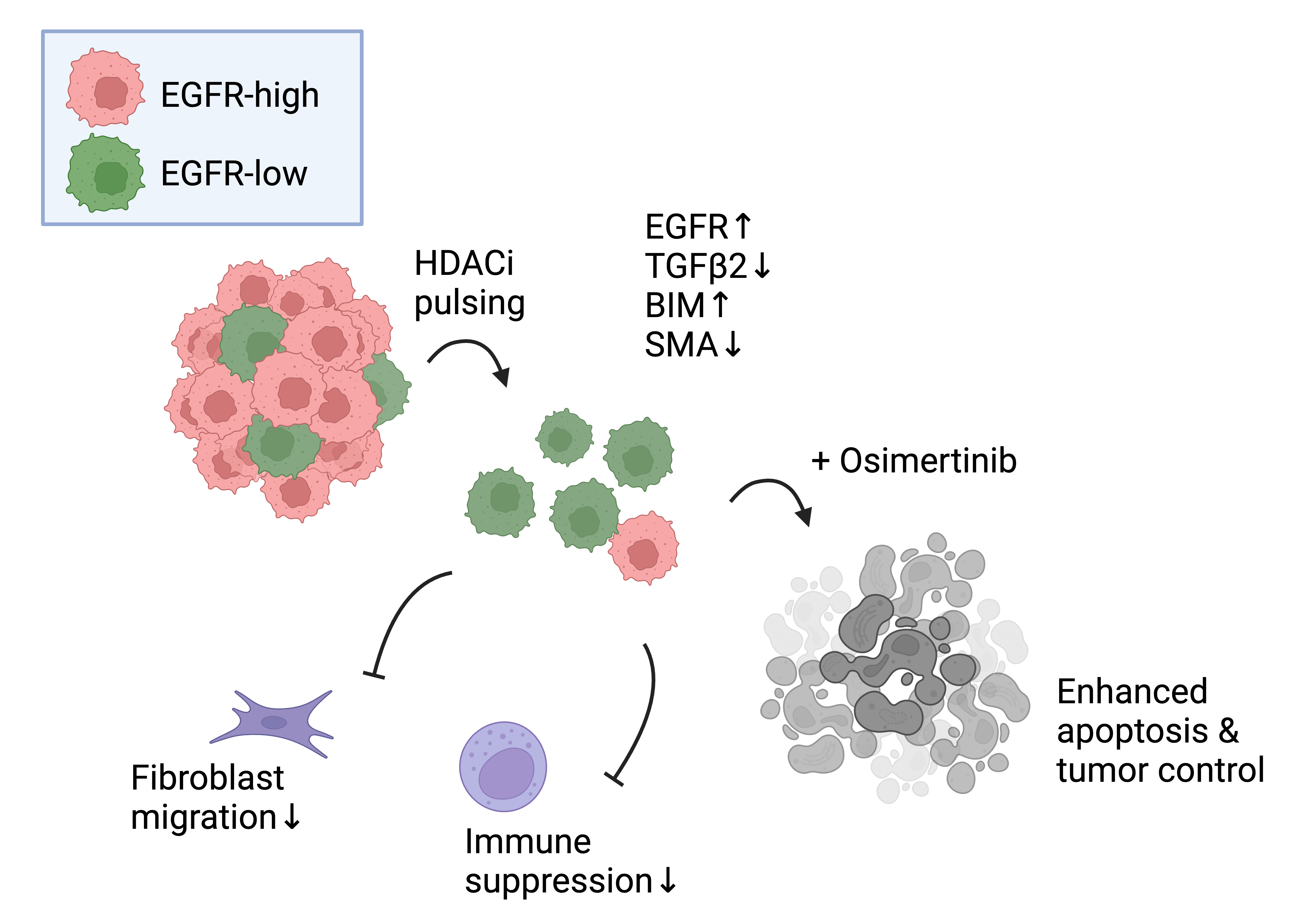 EGFR inhibitor resistance induced by EGFR-low expressing cells can be reversed by using epigenetic inhibitors, more specifically histone deacetylase inhibitors (HDACi). Image 2:
