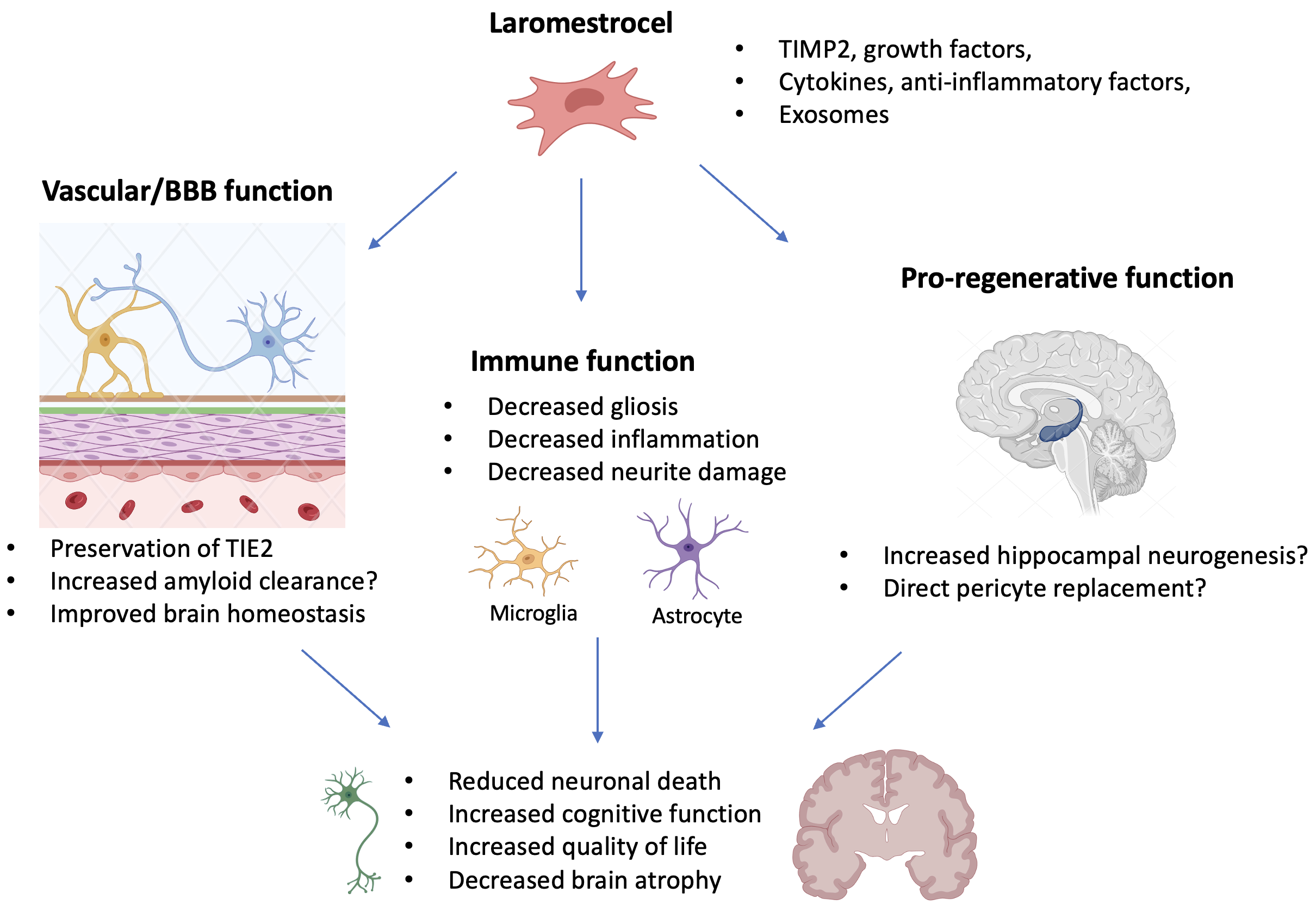 Figure 1.  Schematic representing potential modes of therapeutic action for laromestrocel in treating Alzheimer’s disease.  Created with Biorender.com.