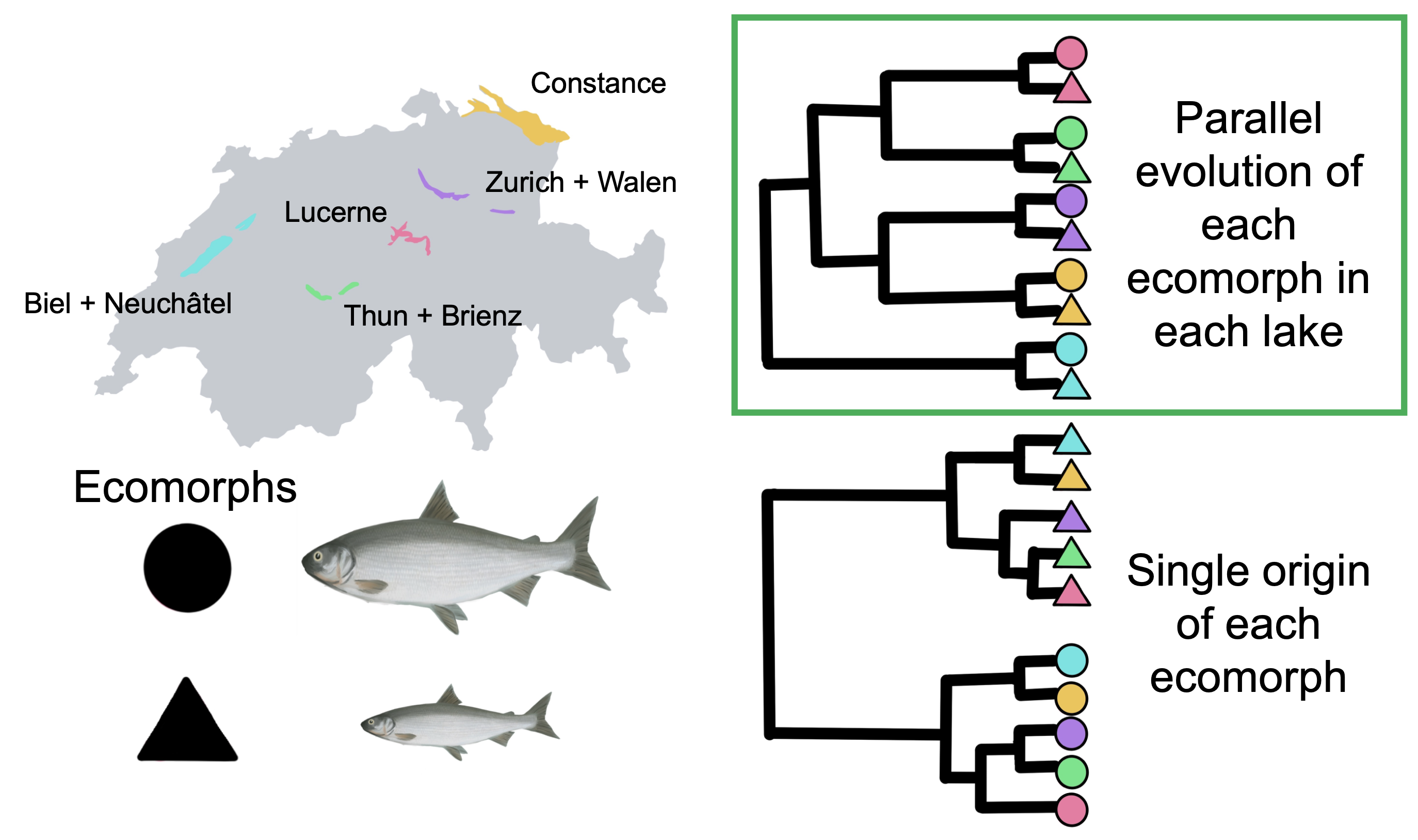 Figure 1: A schematic of the pre-Alpine lakes we sampled and how species of different ecomorphs from these lakes (simplified to just two ecomorphs rather than the five present in our study) would be represented in a phylogenetic tree under two scenarios: the parallel evolution of ecomorphs in each lake (top) or a single origin of each ecomorph and subsequent sorting into each of the lakes (bottom). The parallel evolution scenario in the green box is most concordant with our data.