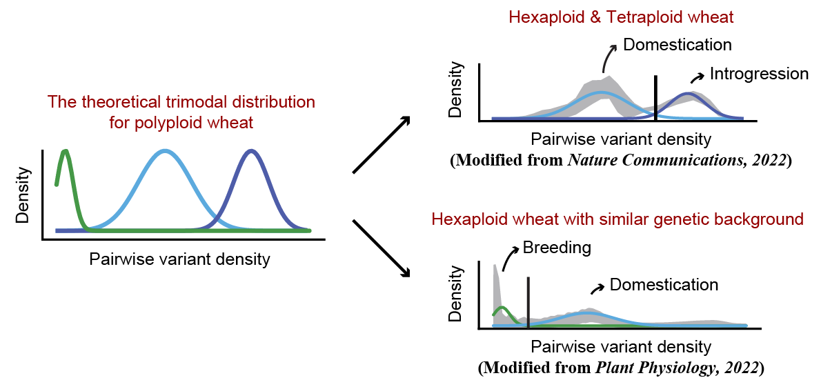 Model of mixed distributions of genetic variant densities in wheat