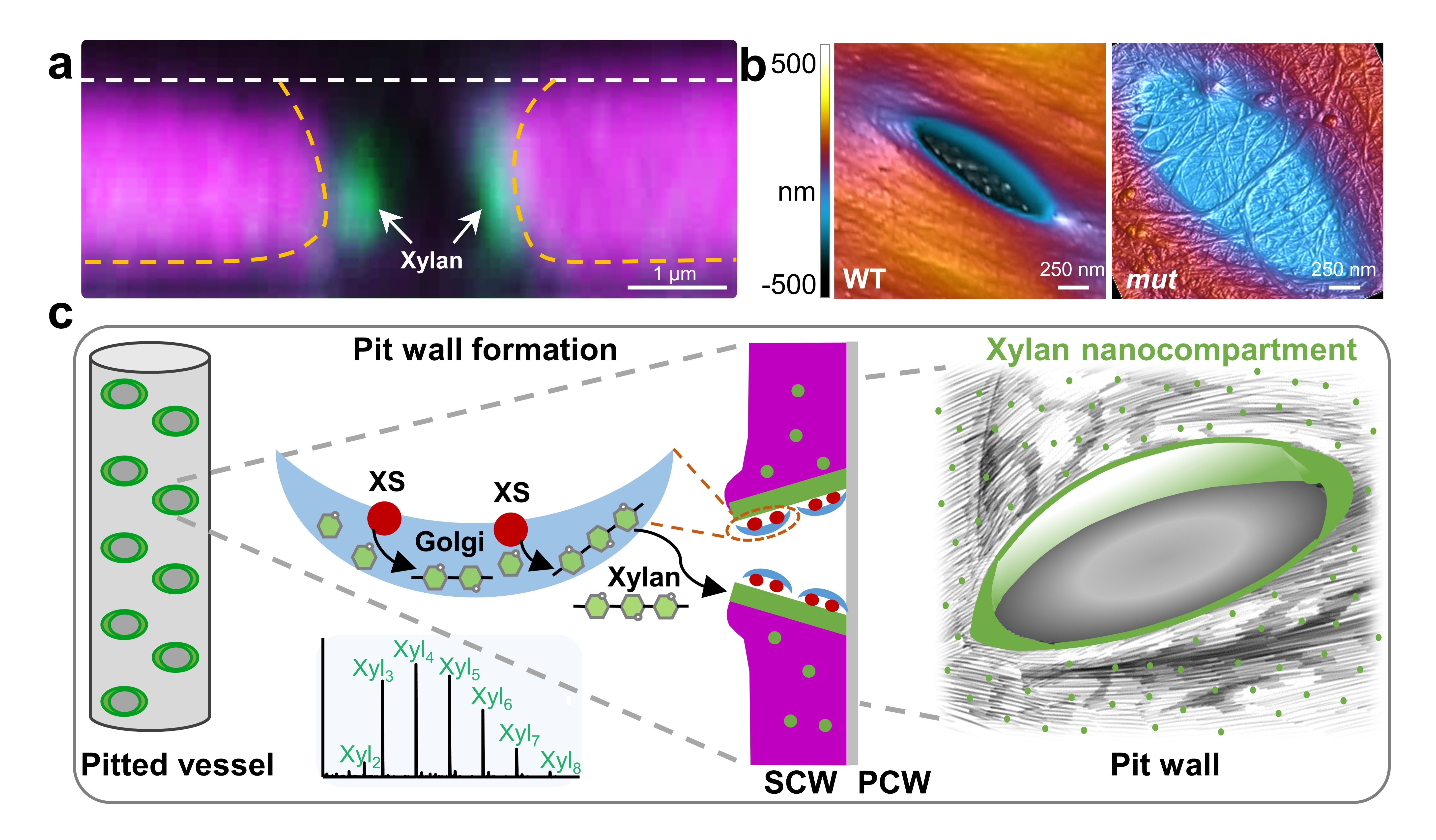 Xylan-based nanocompartments govern vessel wall patterning. a, Z-plane of a pit in wild-type xylem vessel wall probed using xylan-recognized antibodies (green). b, AFM images of vessel walls, showing disorganized cellulosic nanofibrils in the mutant. c, Model for formation xylan nanoclusters in pitted vessel cells by xylan synthase (XS). The embedded figure is mass spectrography of the reaction products catalyzed by IRX10 without an acceptor substrate.