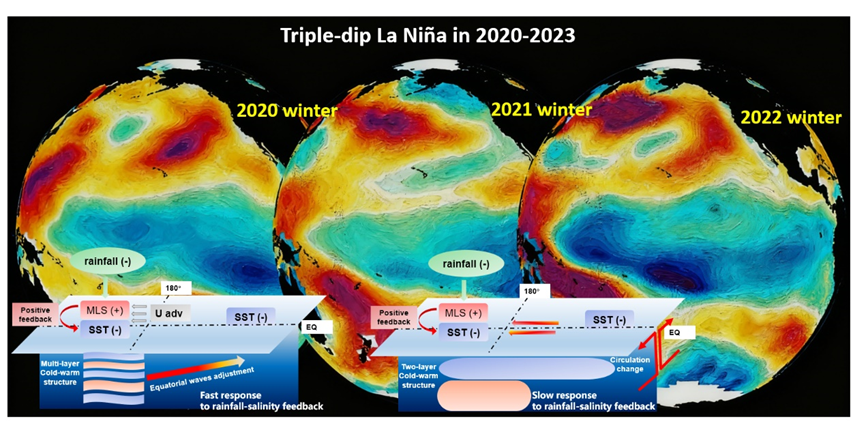 The role of salinity feedback caused by reduced rainfall in sustaining multi-year La Niña events (the background image shows the sea surface temperature anomaly during the 2020-2023 triple La Niña period)