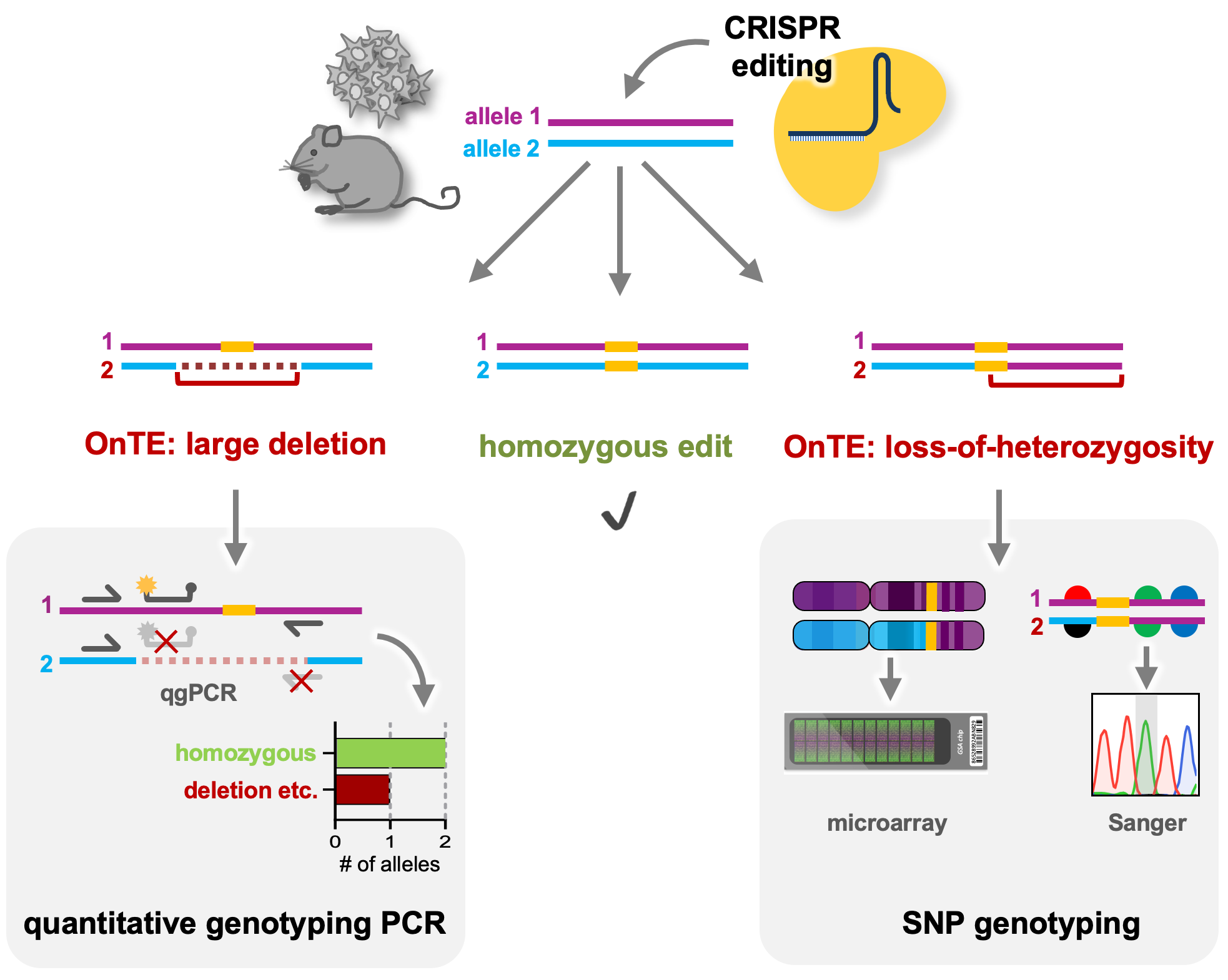 quantitative genotyping PCR can detect large deletions, insertions or complex rearrangements by identifying the number of intact alleles at the edited locus. SNP genotyping either by nearby SNP sequencing or genome-wide analysis by SNP microarrays, can identify regions of loss-of-heterozygosity.