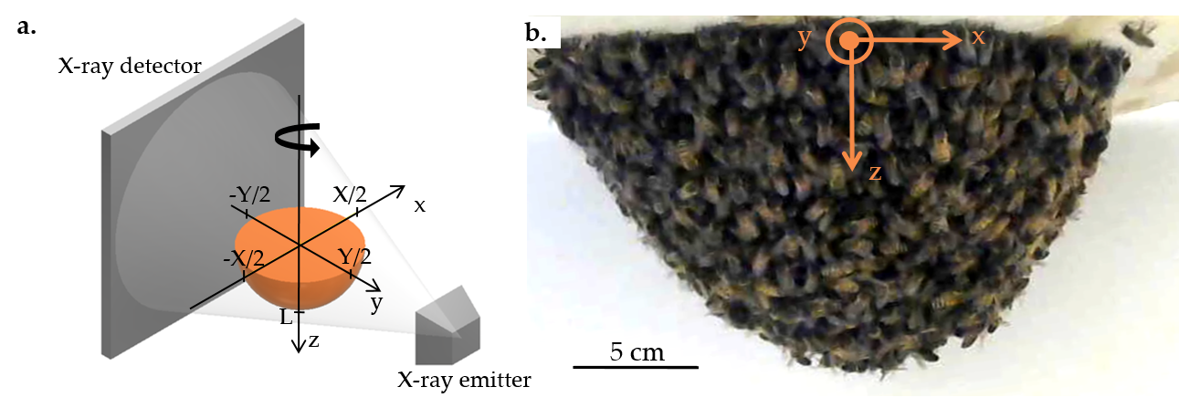 Figure 1: (a) The experimental setup, in which the swarm (orange hemisphere) rotates about the vertical axis in between an x-ray emitter and x-ray detector. As the swarm completes a full rotation in 30 seconds, the x-ray takes 370 images. (b). A photograph of the rotating swarm.