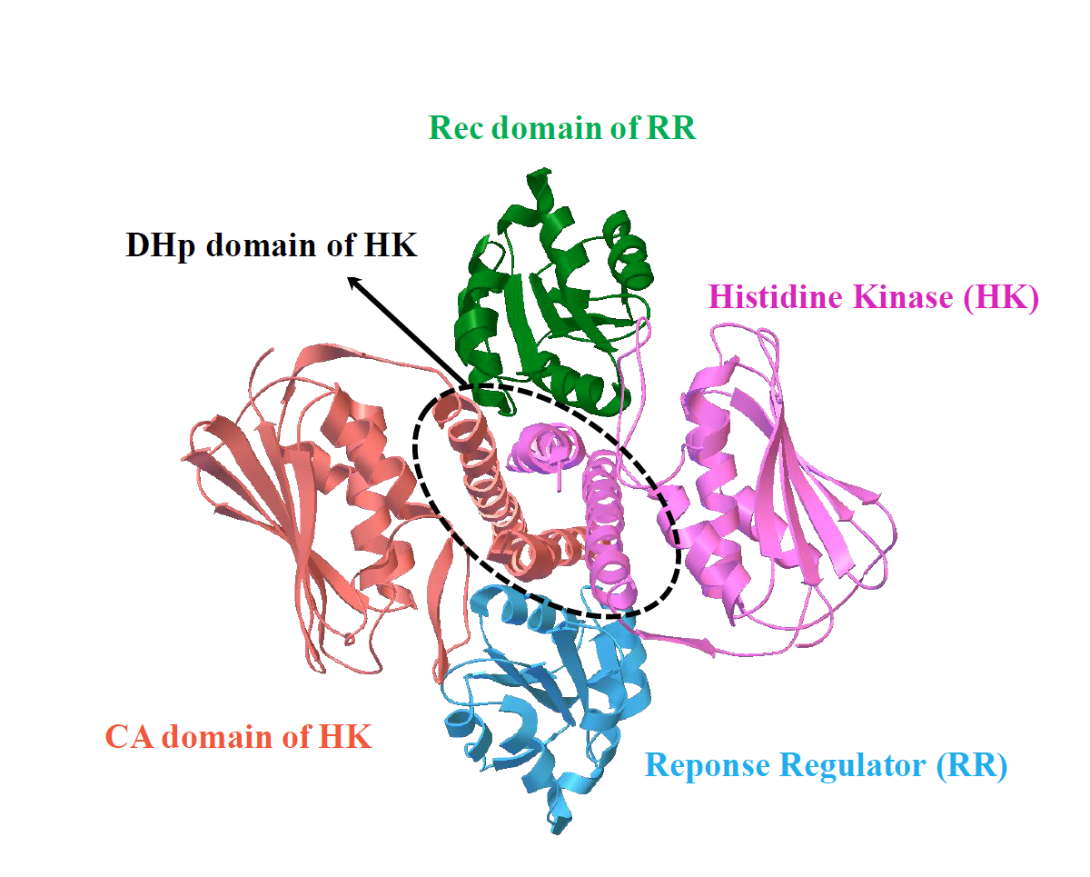 TCS contains a cognate protein pair, i.e. histidine kinase (HK) and response regulator (RR); the complex structure of TCS is formed by one HK dimer and two RR monomers; HK dimer is composed of one histidine phosphotransfer (DHp) domain, and two catalytic and ATPbinding (CA) domains; RR is composed of receiver (Rec) domain.