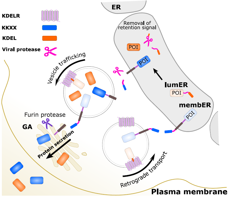 Figure 1: The design and principle of the membER and lumER systems.