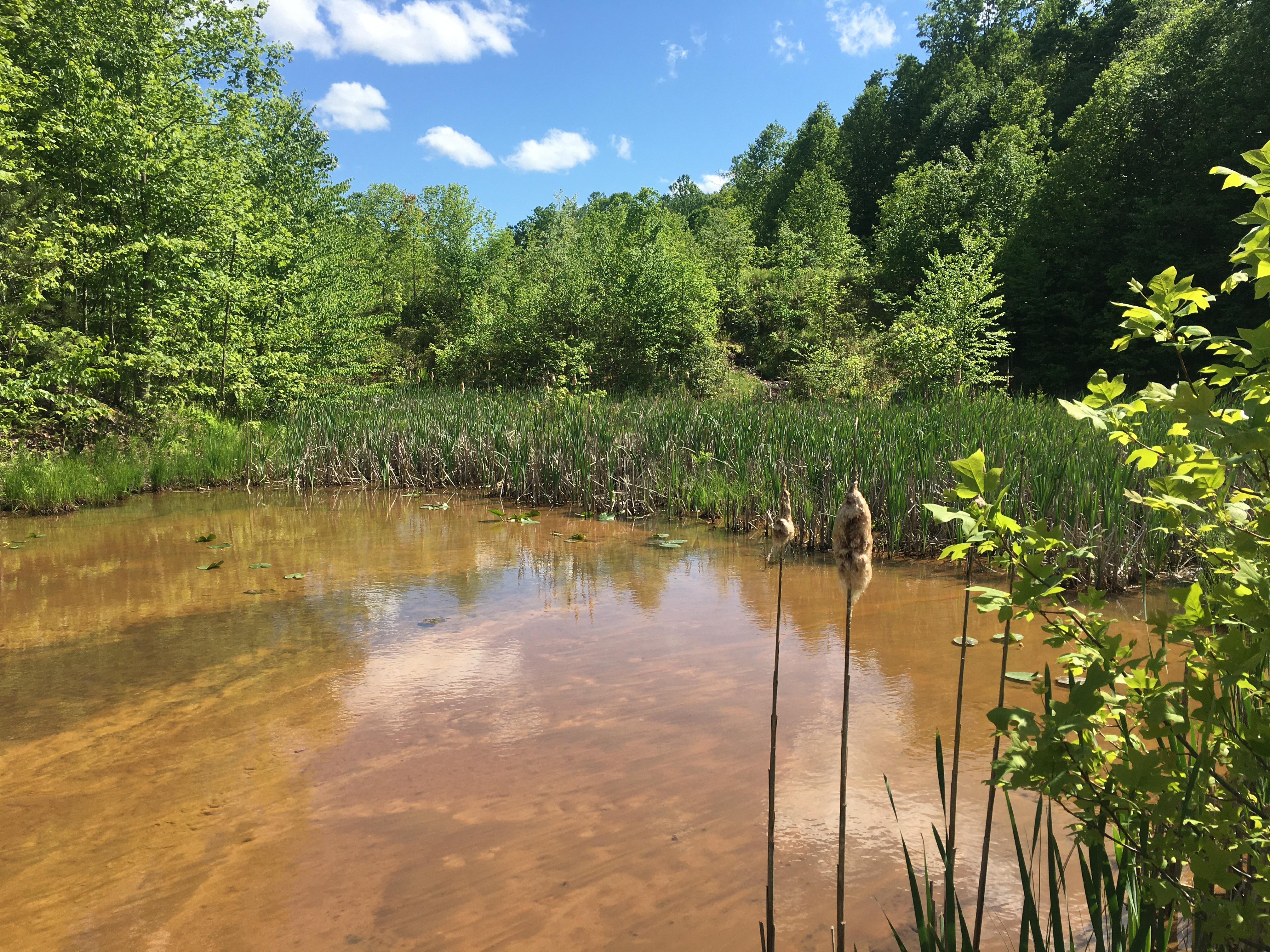 A wetland for mine drainage treatment Photo by Jeremy Weber