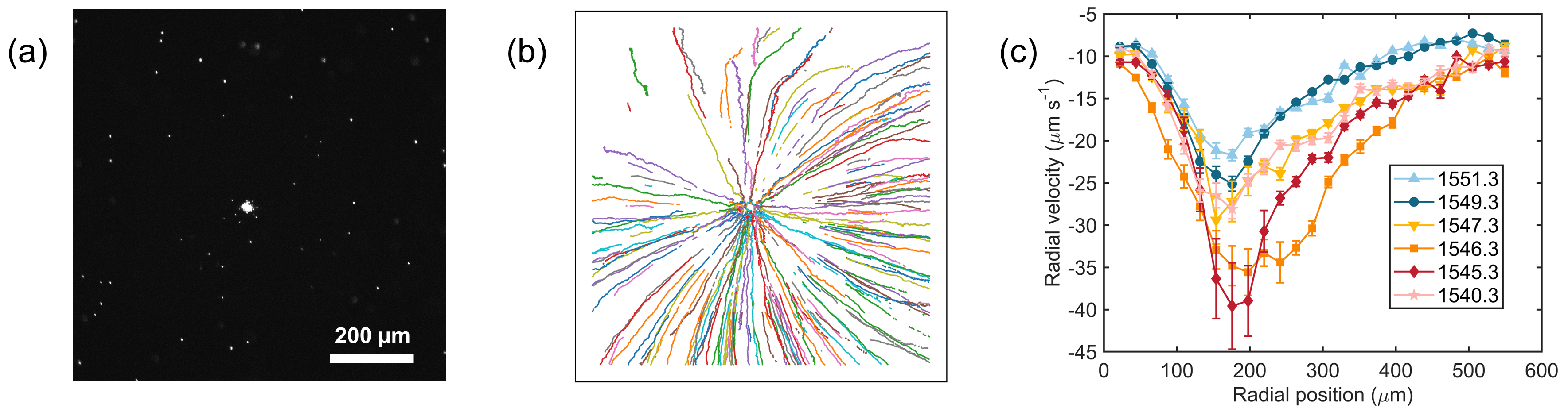 (a) Representative particle aggregation when a collimated laser beam is illuminated on the metasurface. (b) Representative particle trajectory map showing that flow is directed radially inwards toward the center. (c) Experimentally measured radial flow v.elocity with varied laser wavelength. The flow velocity can be precisely controlled over a wide range by simply tuning the wavelength within several nanometers.