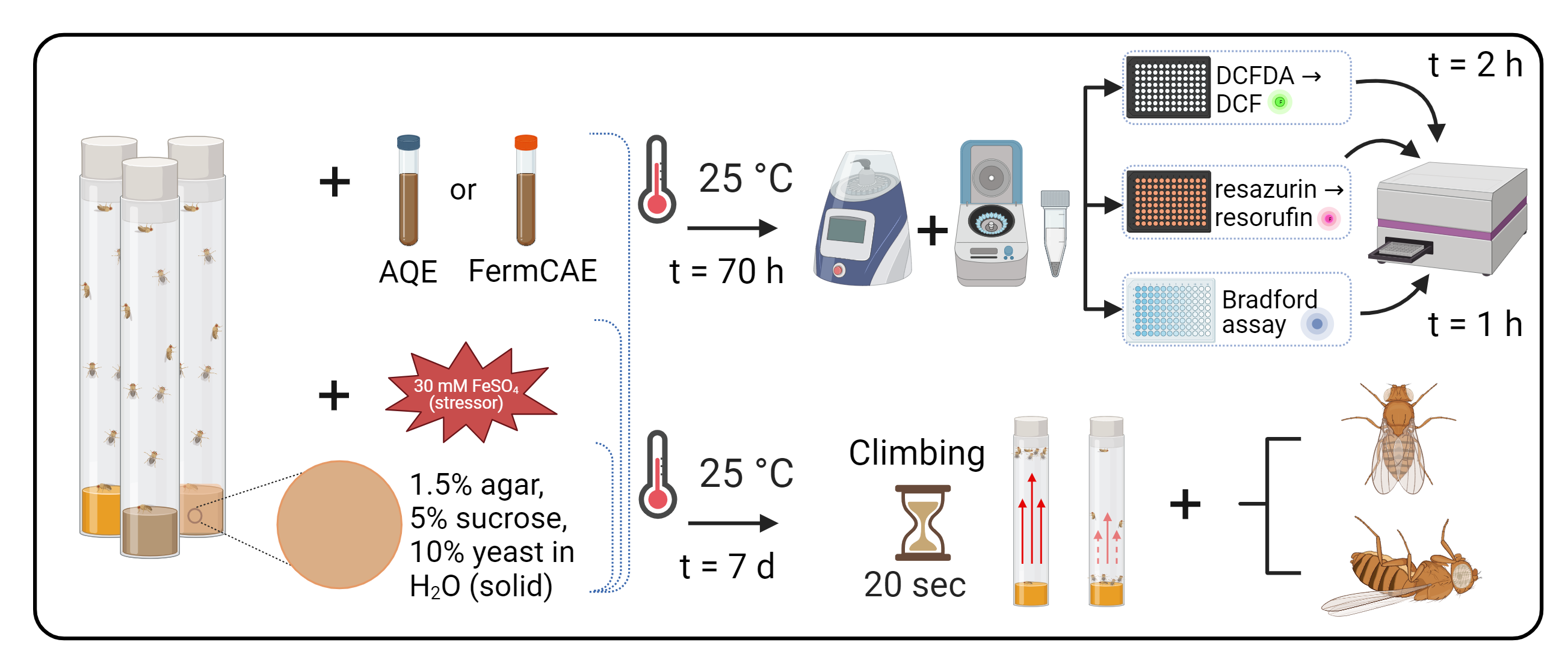 Finalised method of oxidative stress experiments