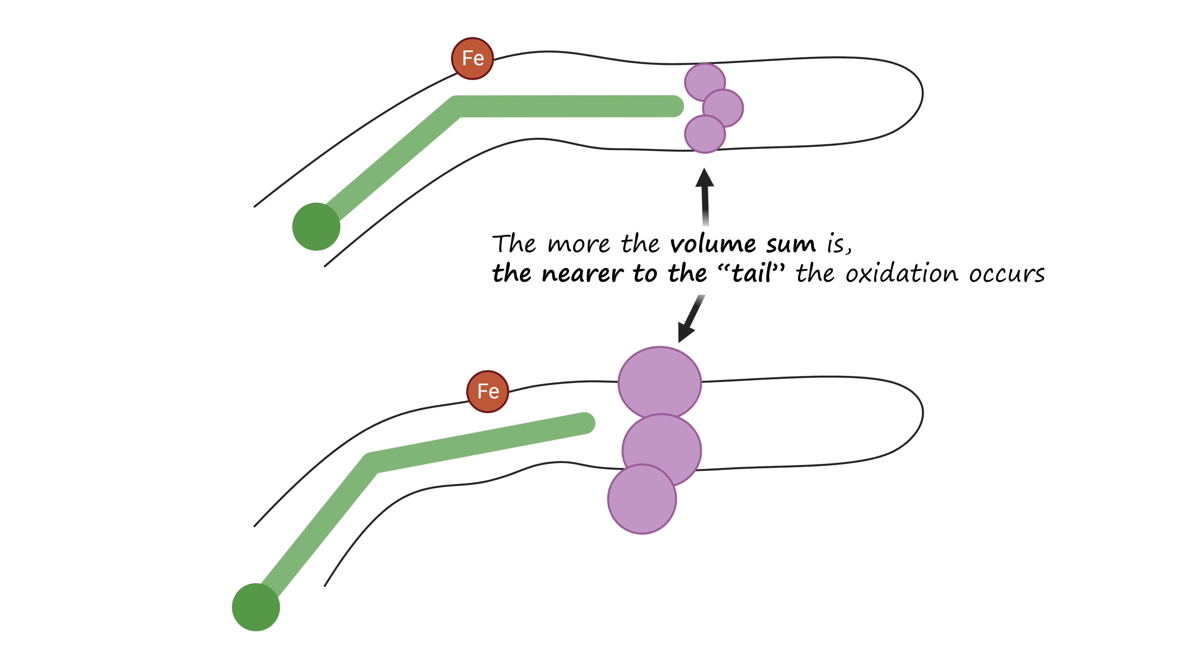 Bottom triads and regioselectivity of lipoxygenases